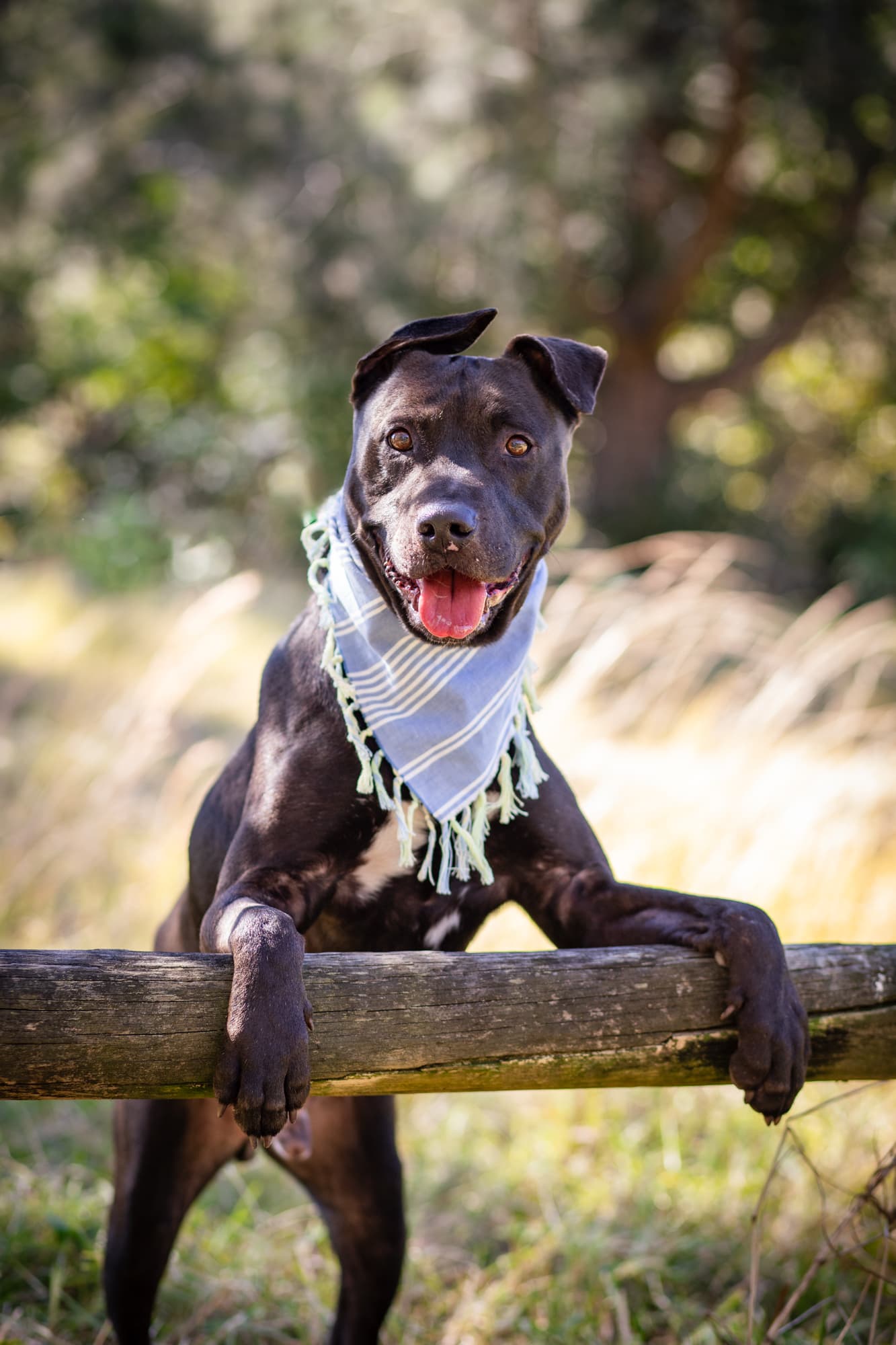 Thunder - Staffy X available for adoption at Monika's Doggie Rescue in Sydney