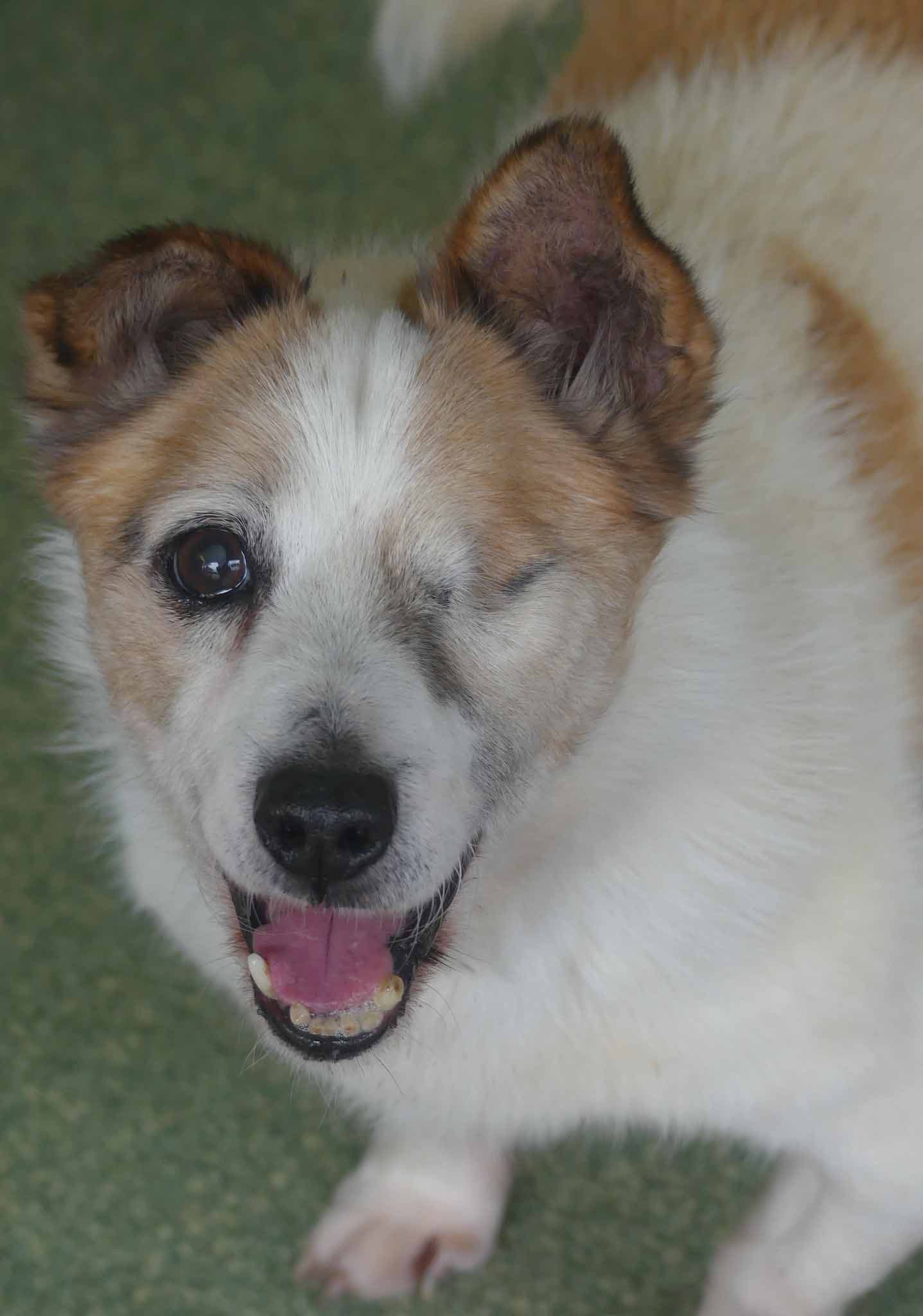 Charlie - Corgi X Jack Russell Terrier available for adoption in Sydney