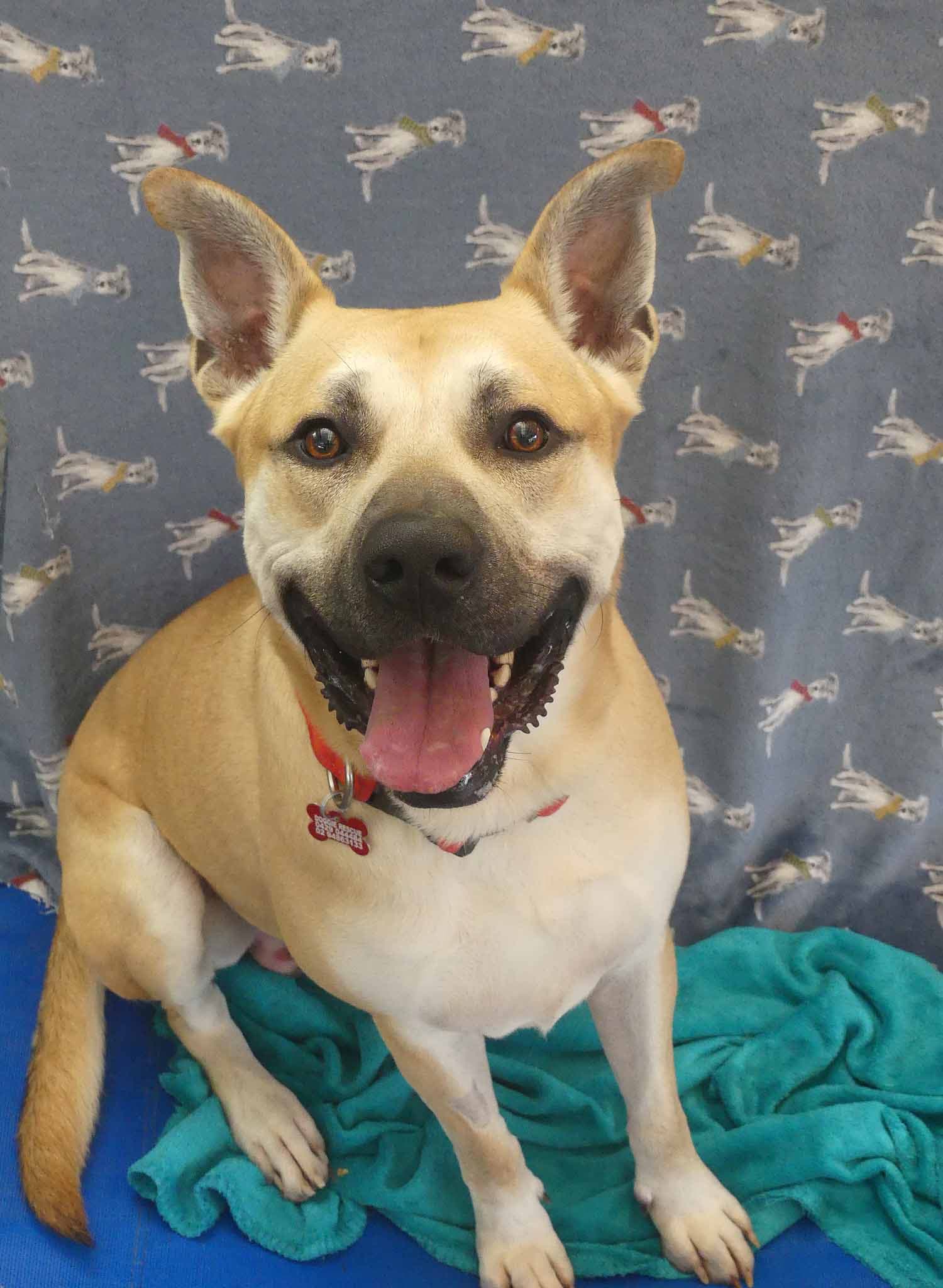 Neo - Shepherd X Staffy available for adoption at Monika's Doggie Rescue in Sydney