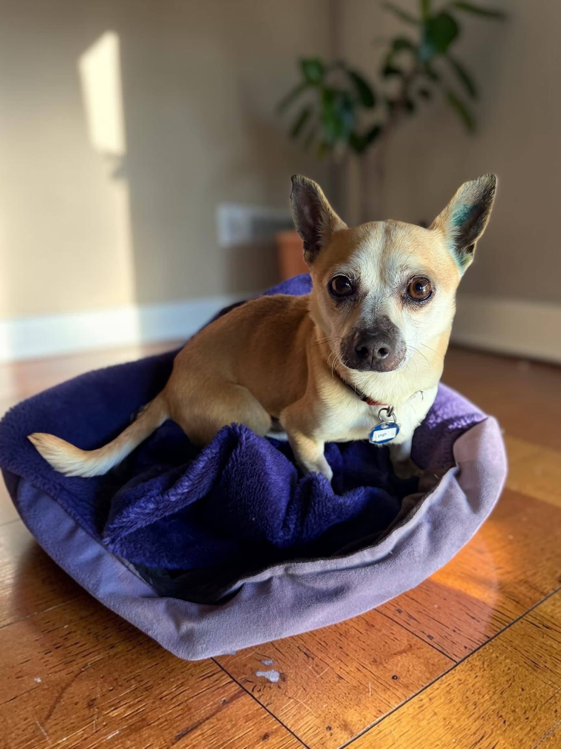Pip - Chihuahua X available for adoption in Sydney