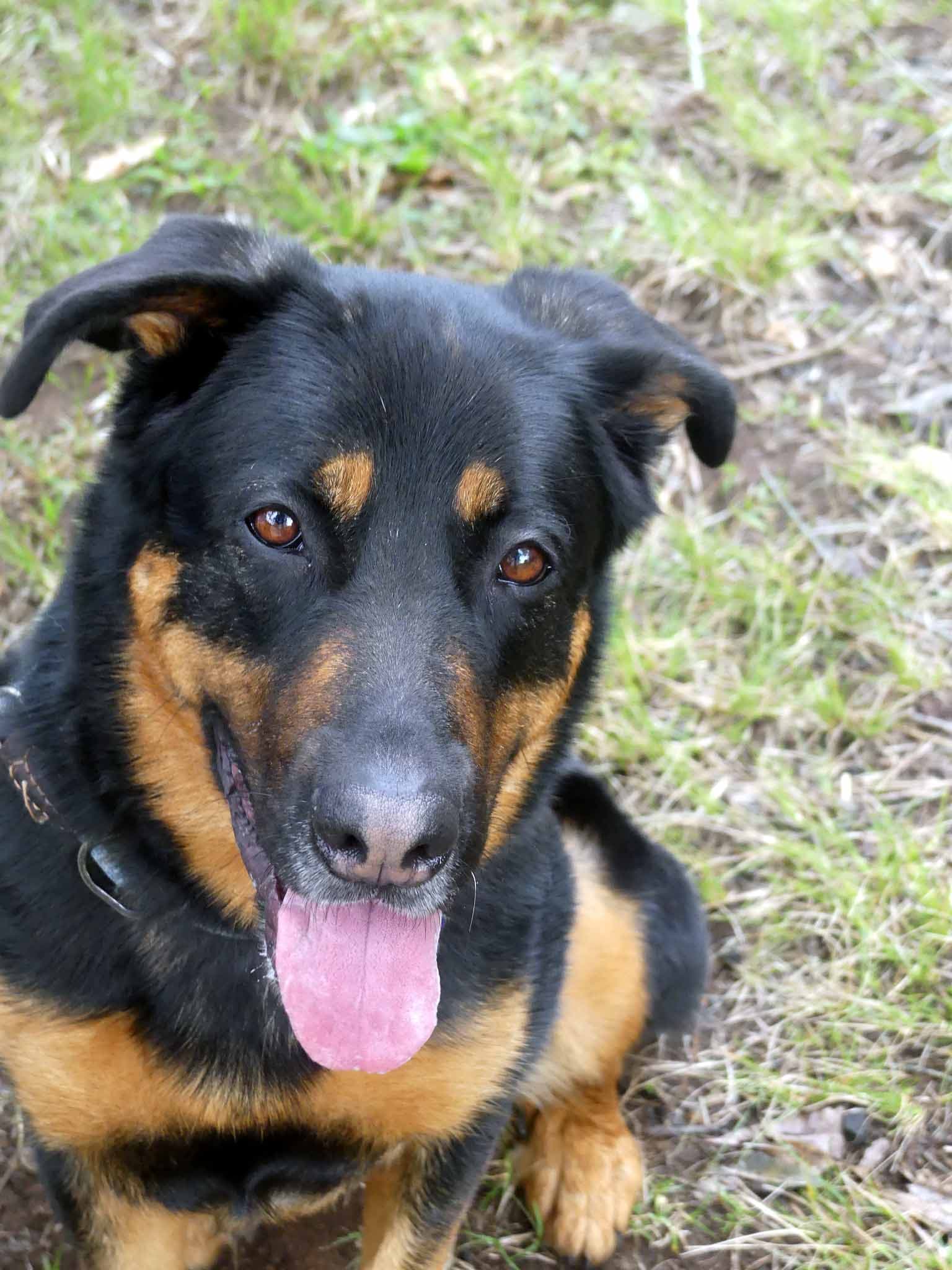 Sasha - German Shepherd X available for adoption in Sydney