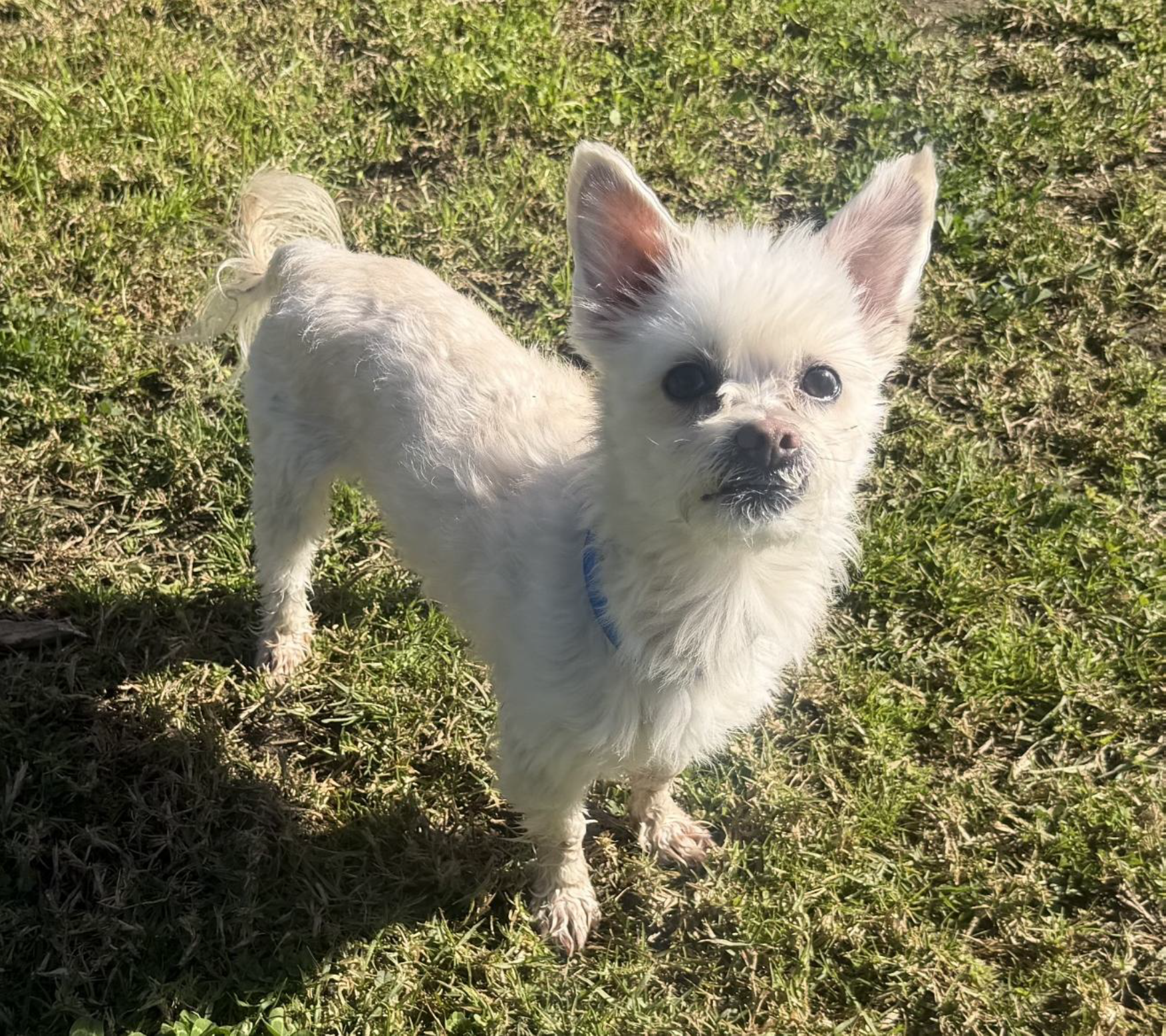 Benji - Maltese X Shih Tzu available for adoption at Monika's Doggie Rescue in Sydney
