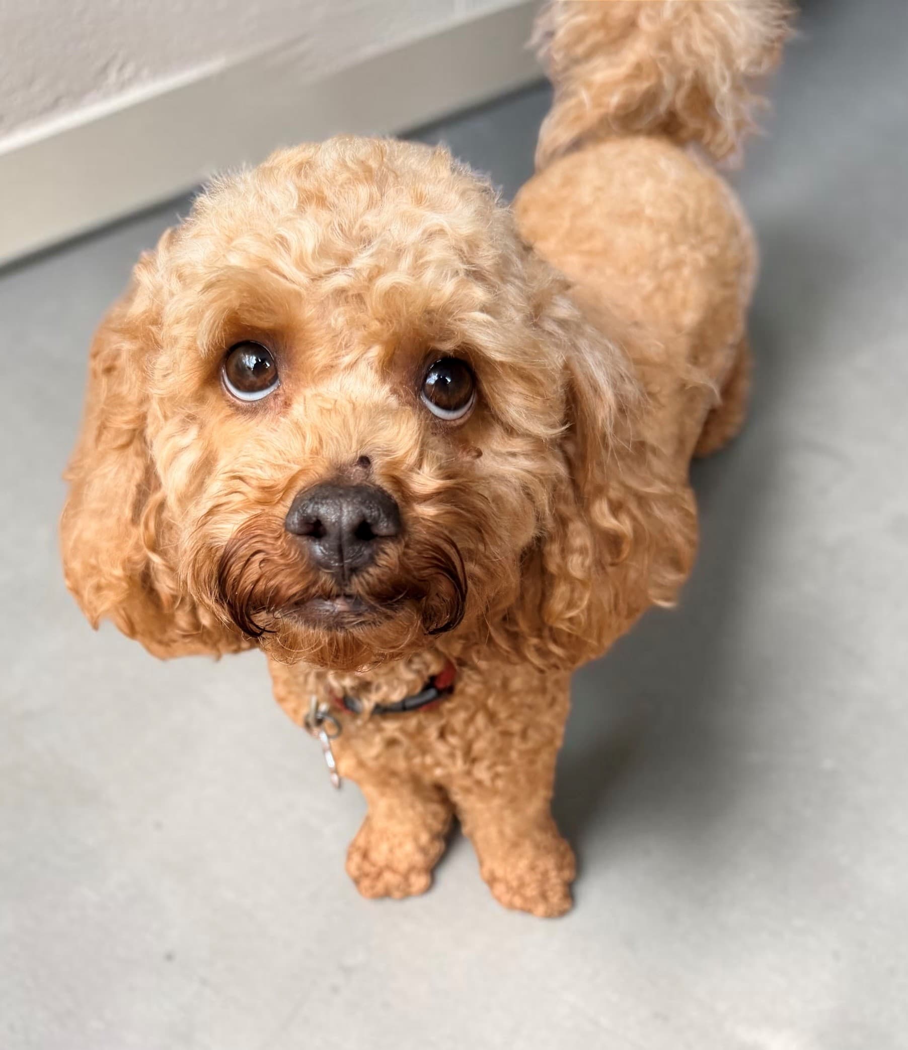 Bickie - Miniature Poodle X available for adoption at Monika's Doggie Rescue in Sydney
