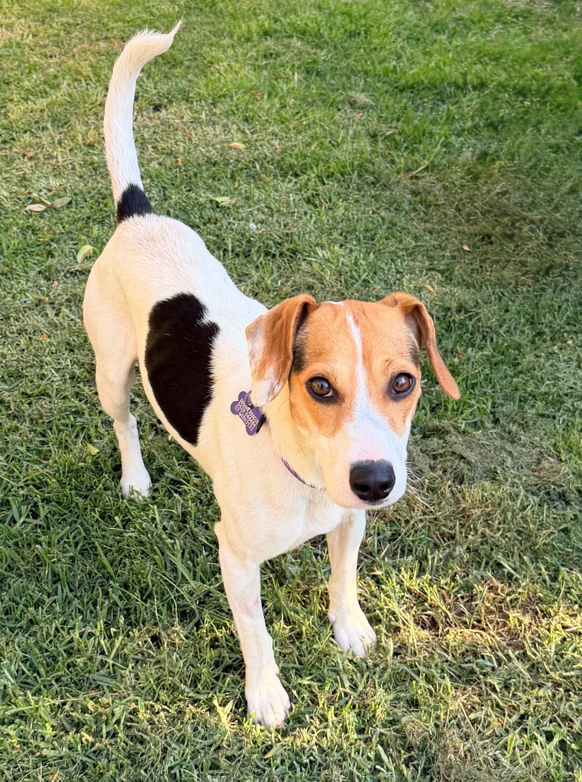Bonnie - Beagle X Jack Russell Terrier available for adoption in Sydney