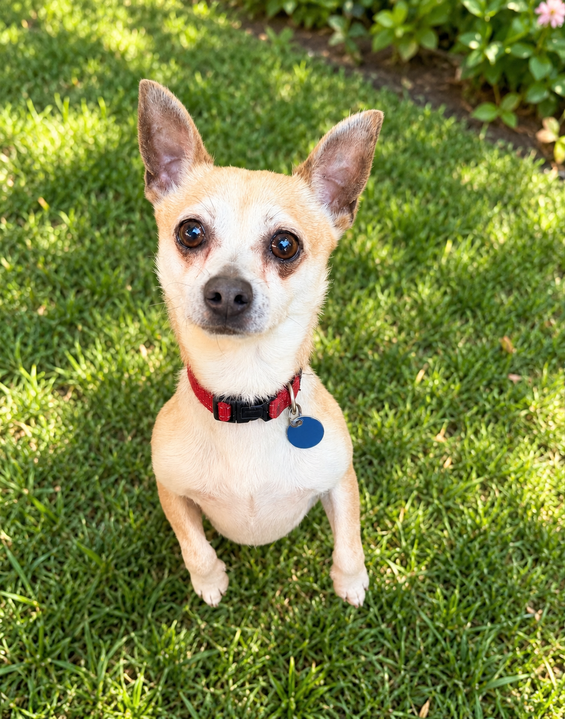 Pip - Chihuahua X available for adoption in Sydney
