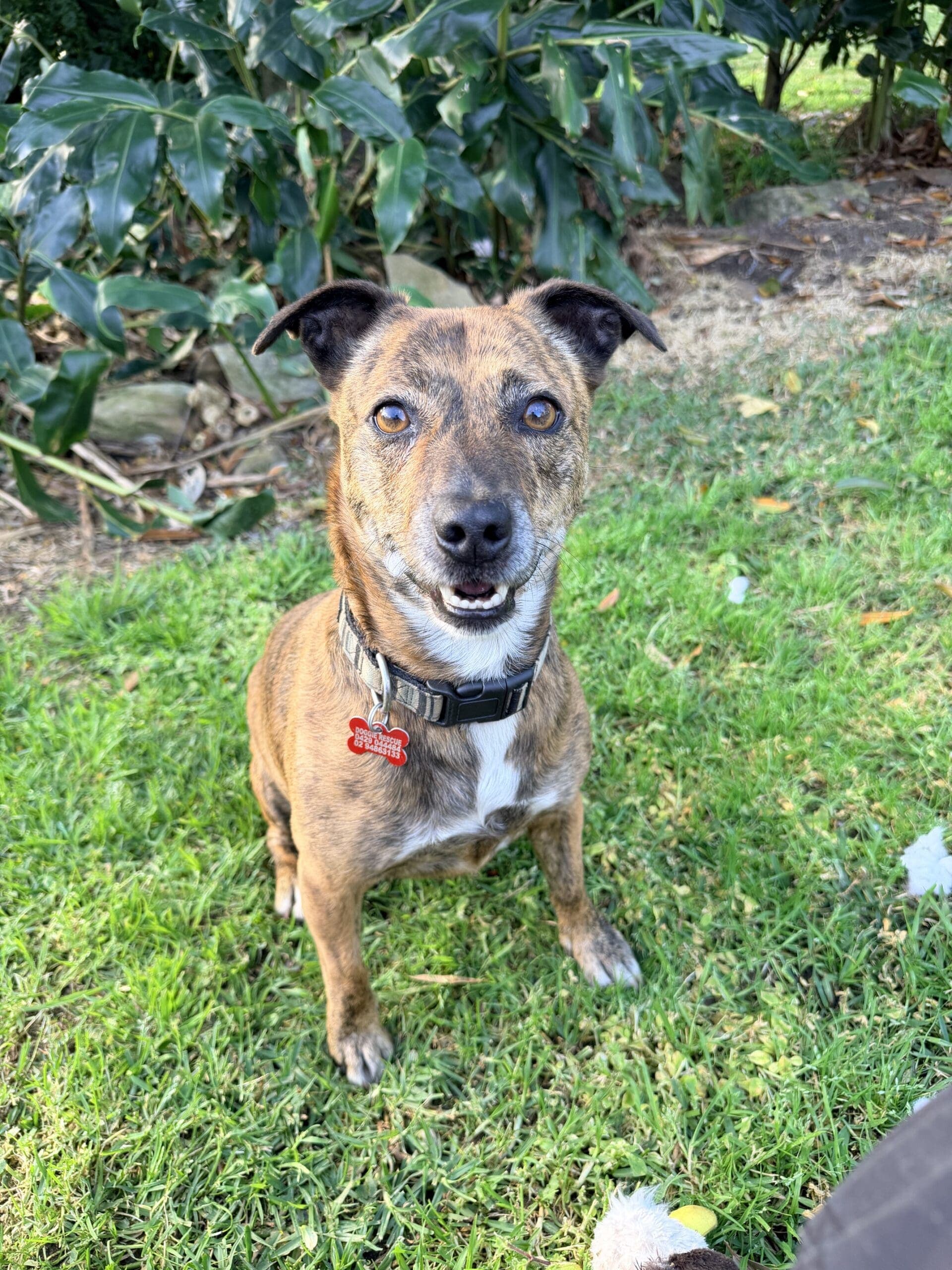 Lassie (Mrs Lasagne) - Jack Russell Terrier X Staffy available for adoption in Sydney