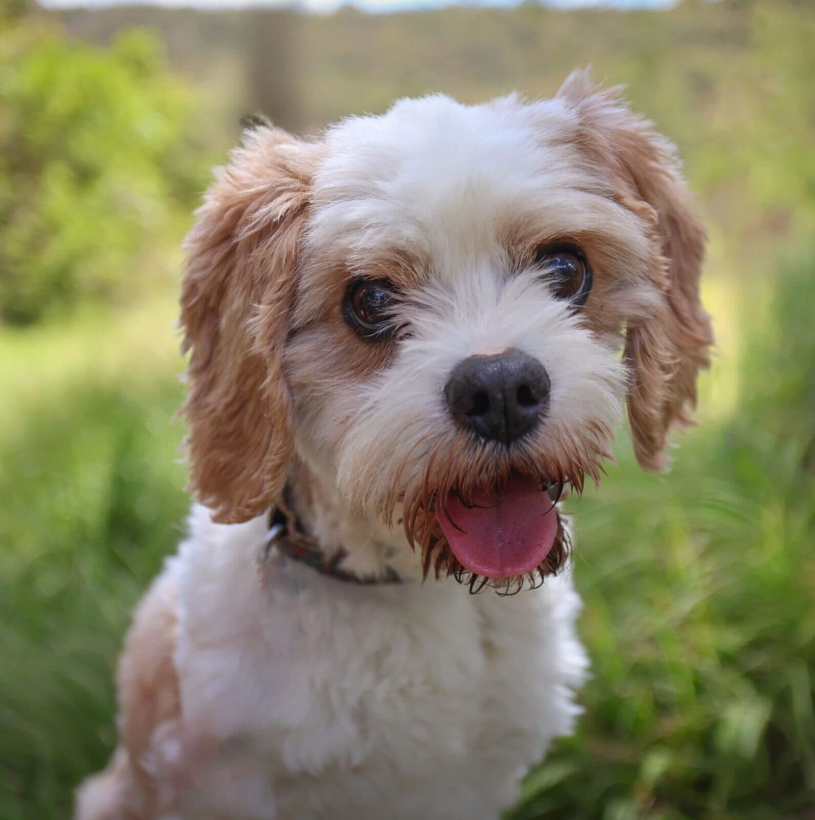 Frappe, Cavalier X Poodle for adoption in Sydney, NSW
