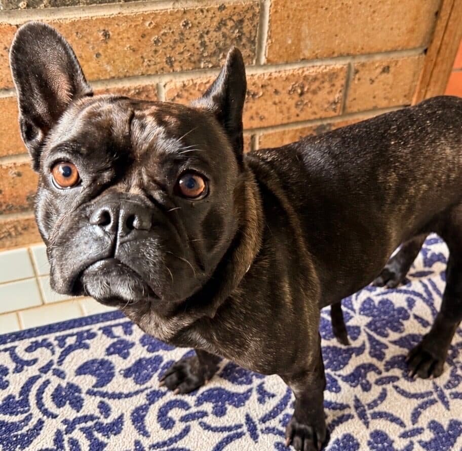 Chloe - French Bulldog X available for adoption at Monika's Doggie Rescue in Sydney