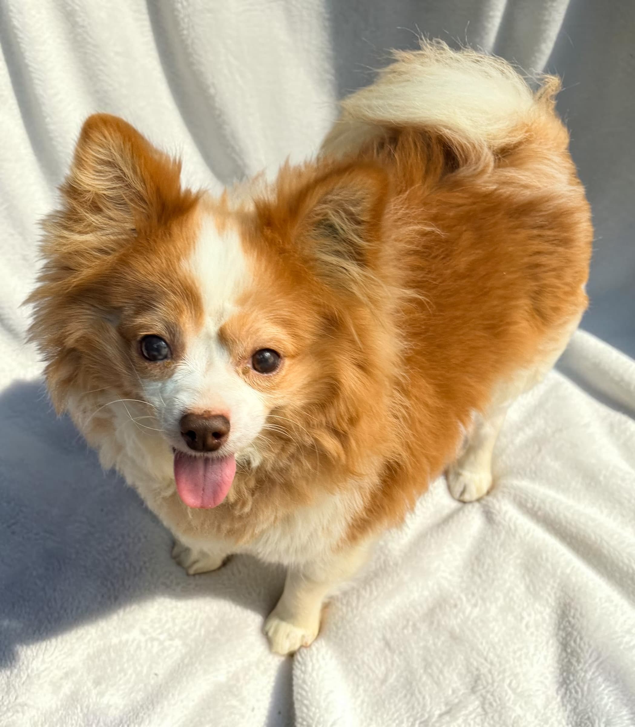 Cookie - Chihuahua X Pomeranian available for adoption at Monika's Doggie Rescue in Sydney
