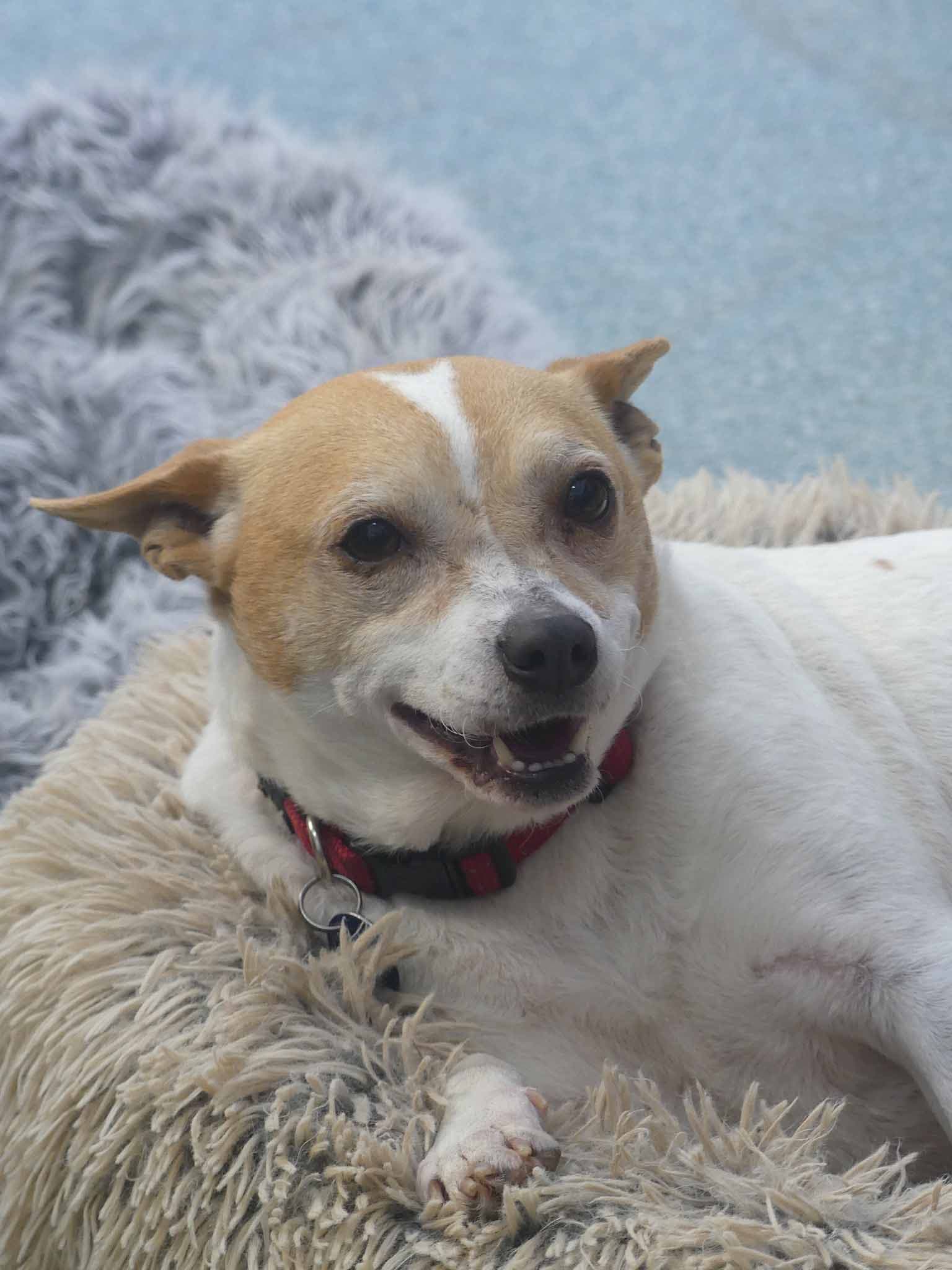 Candy - Jack Russell Terrier X available for adoption in Sydney