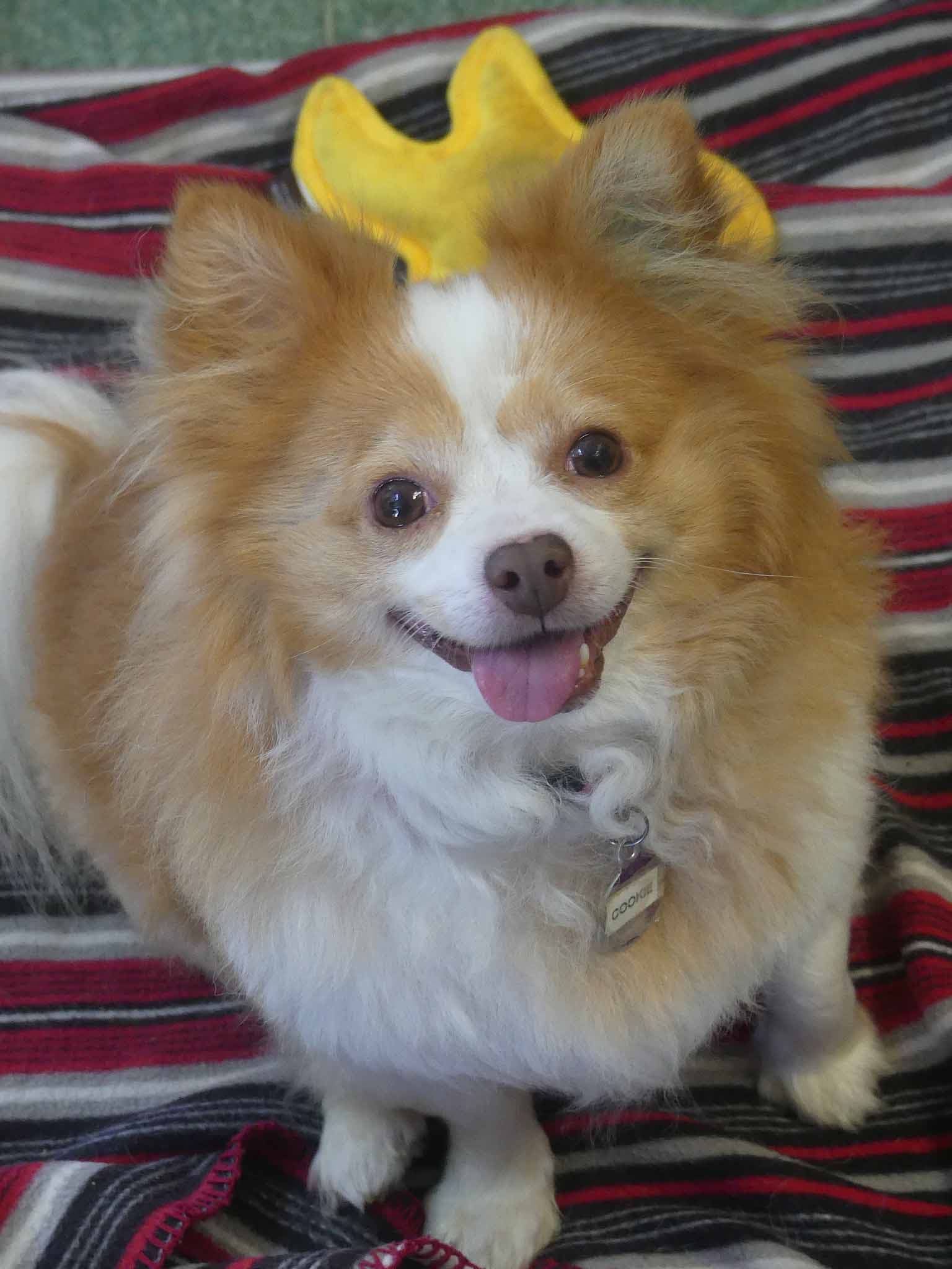 Cookie - Chihuahua X Pomeranian available for adoption in Sydney