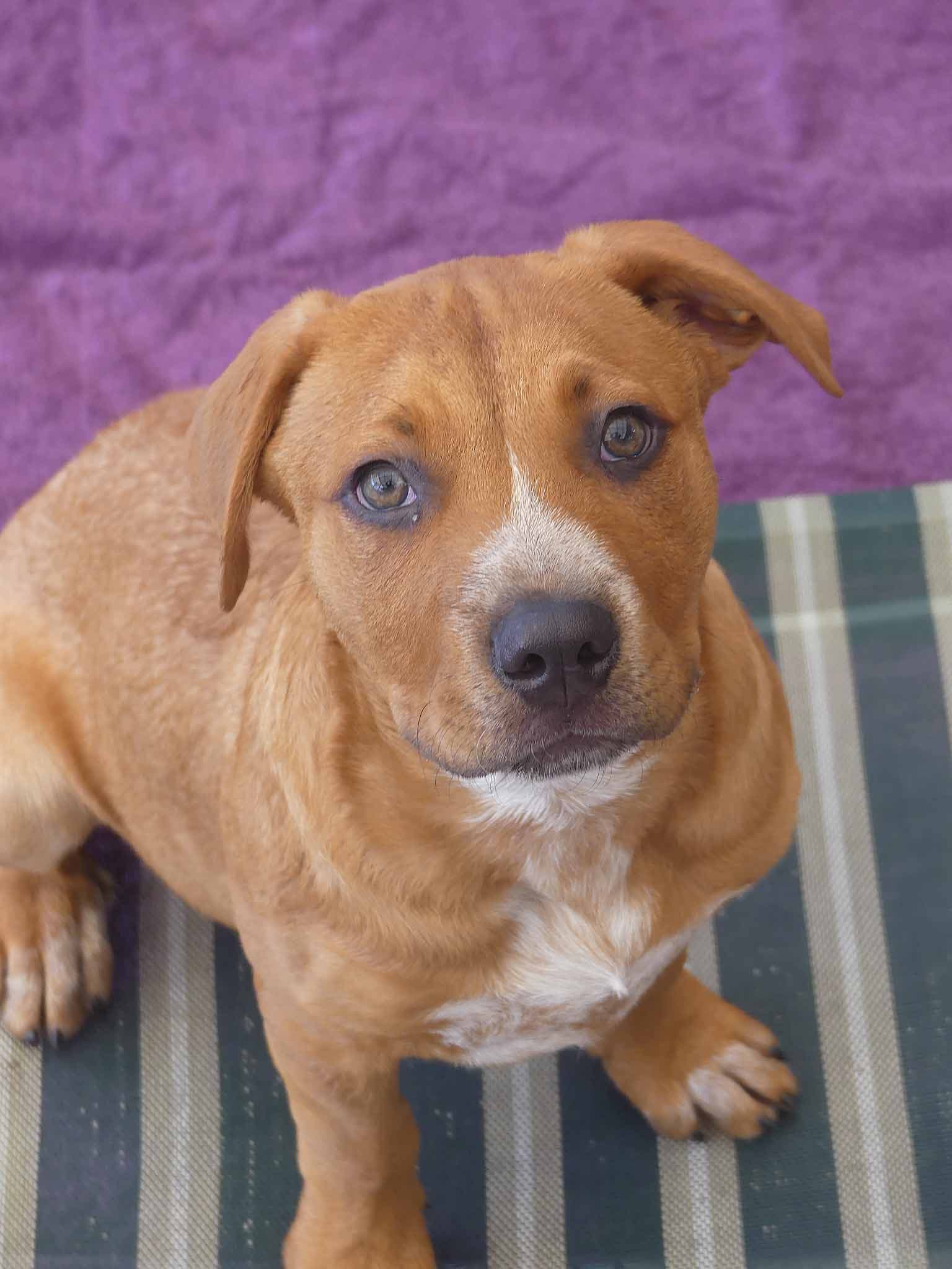 Copper - Cattle Dog X Rottweiler available for adoption at Monika's Doggie Rescue in Sydney