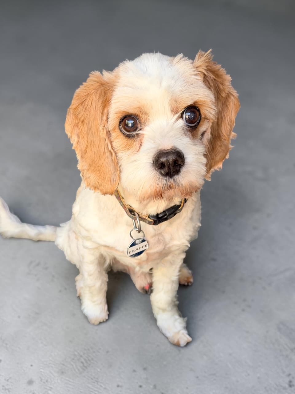 Frappe - Cavalier X Poodle available for adoption in Sydney