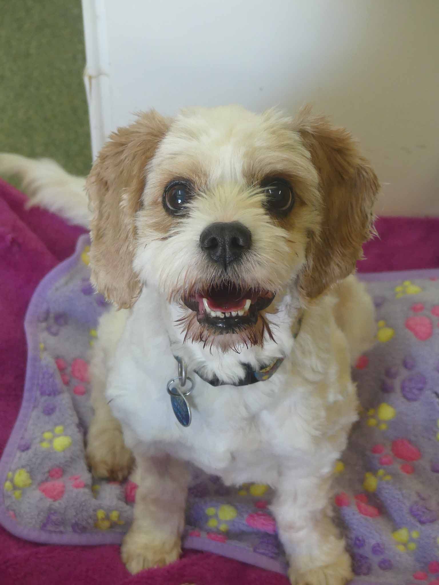 Frappe - Cavalier X Poodle available for adoption in Sydney