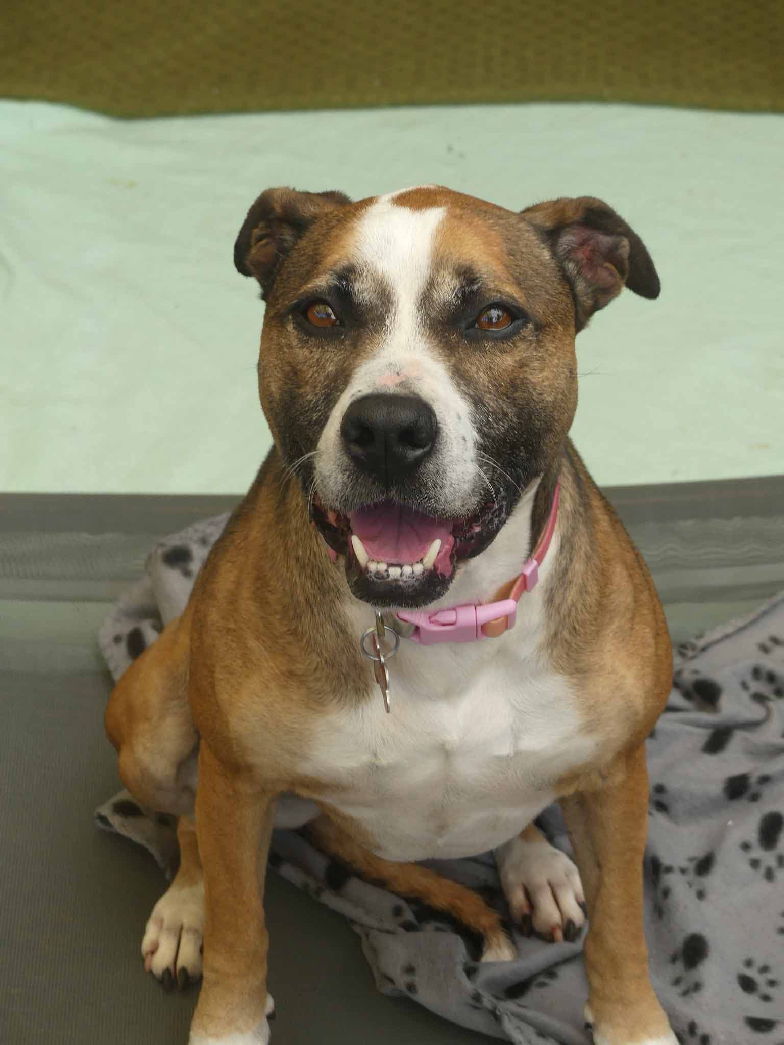 Iggy - Staffy X available for adoption at Monika's Doggie Rescue in Sydney