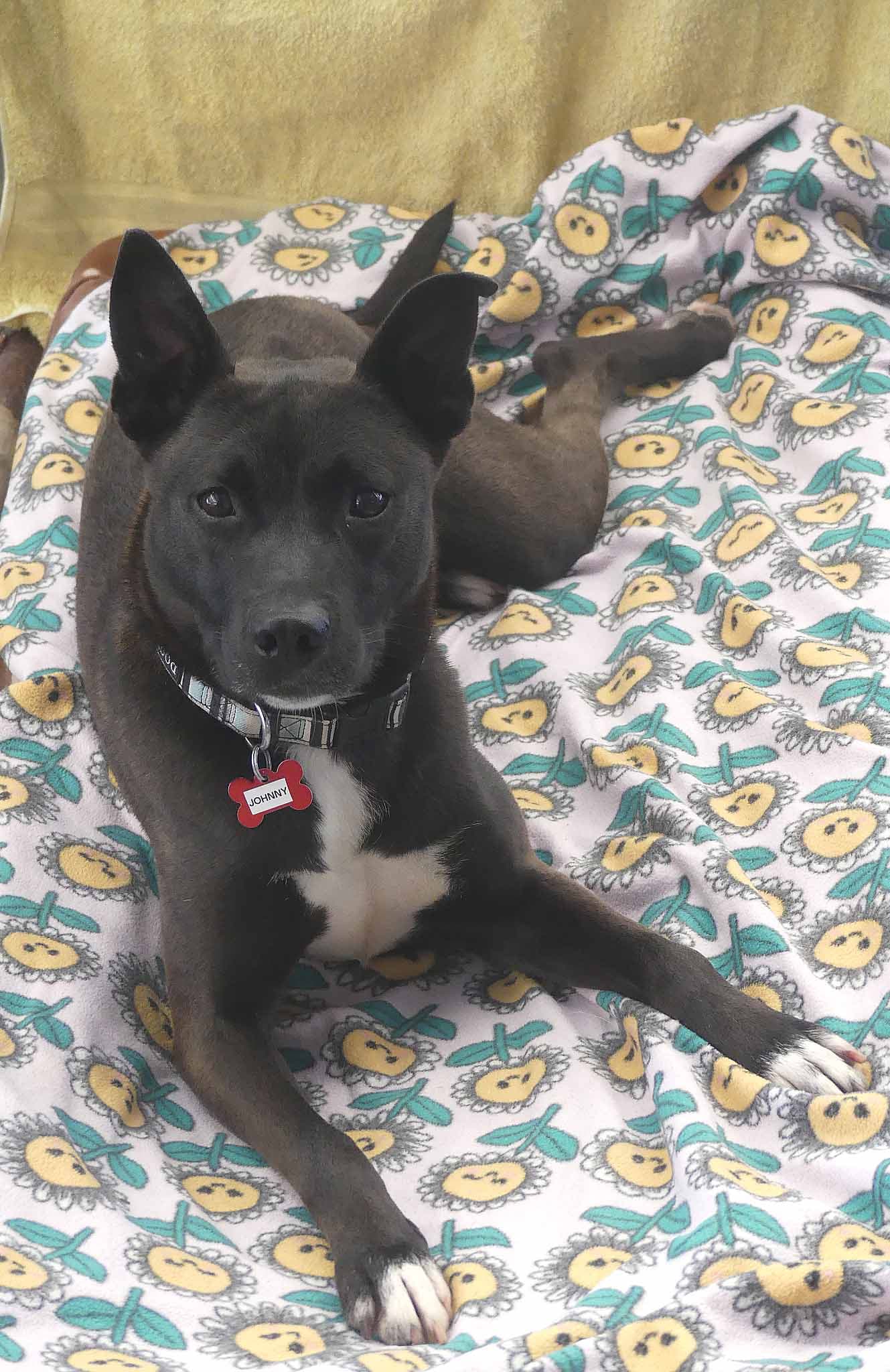 Johnny - Siberian Husky X Staffy available for adoption in Sydney