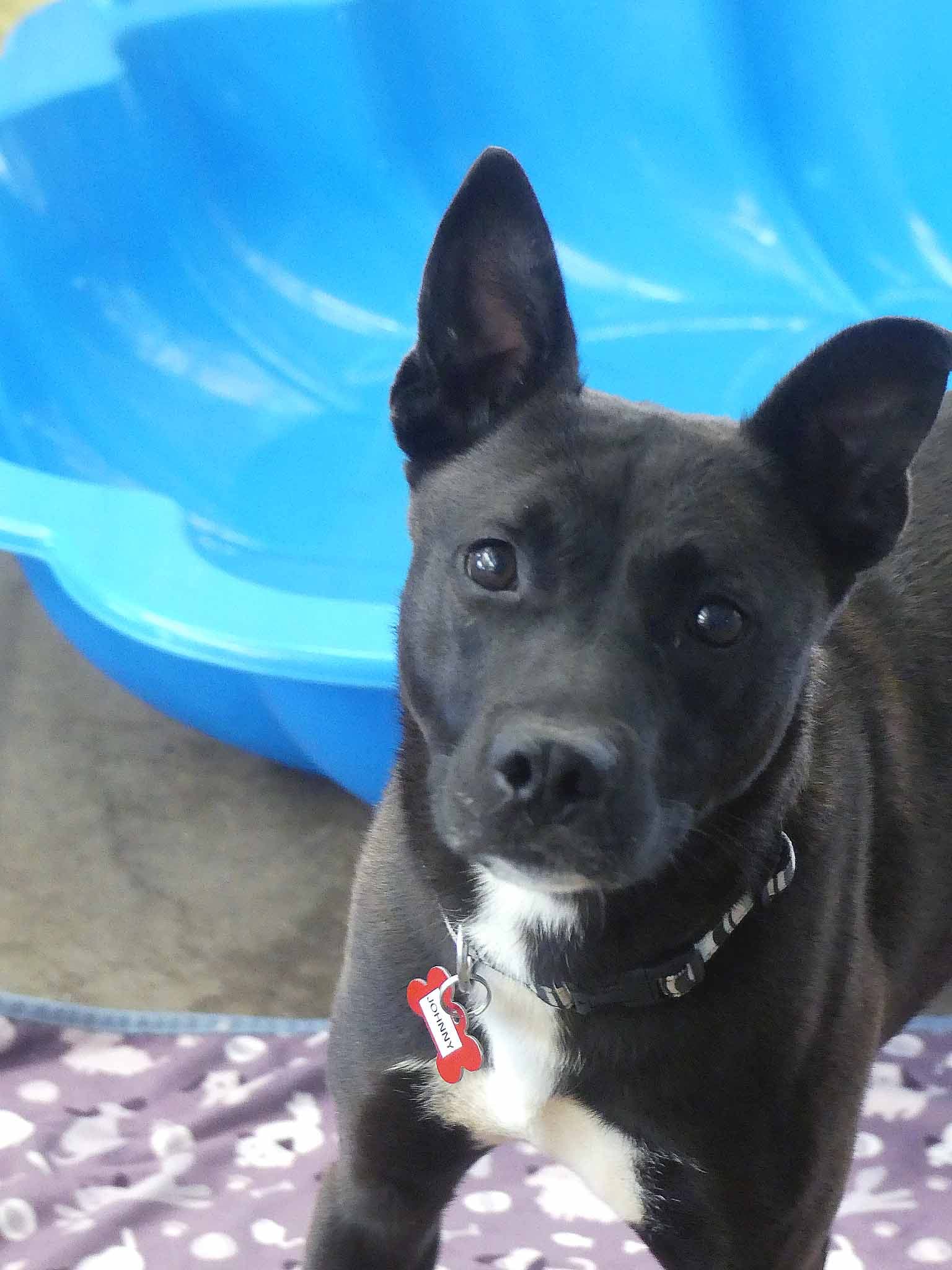 Johnny - Siberian Husky X Staffy available for adoption at Monika's Doggie Rescue in Sydney