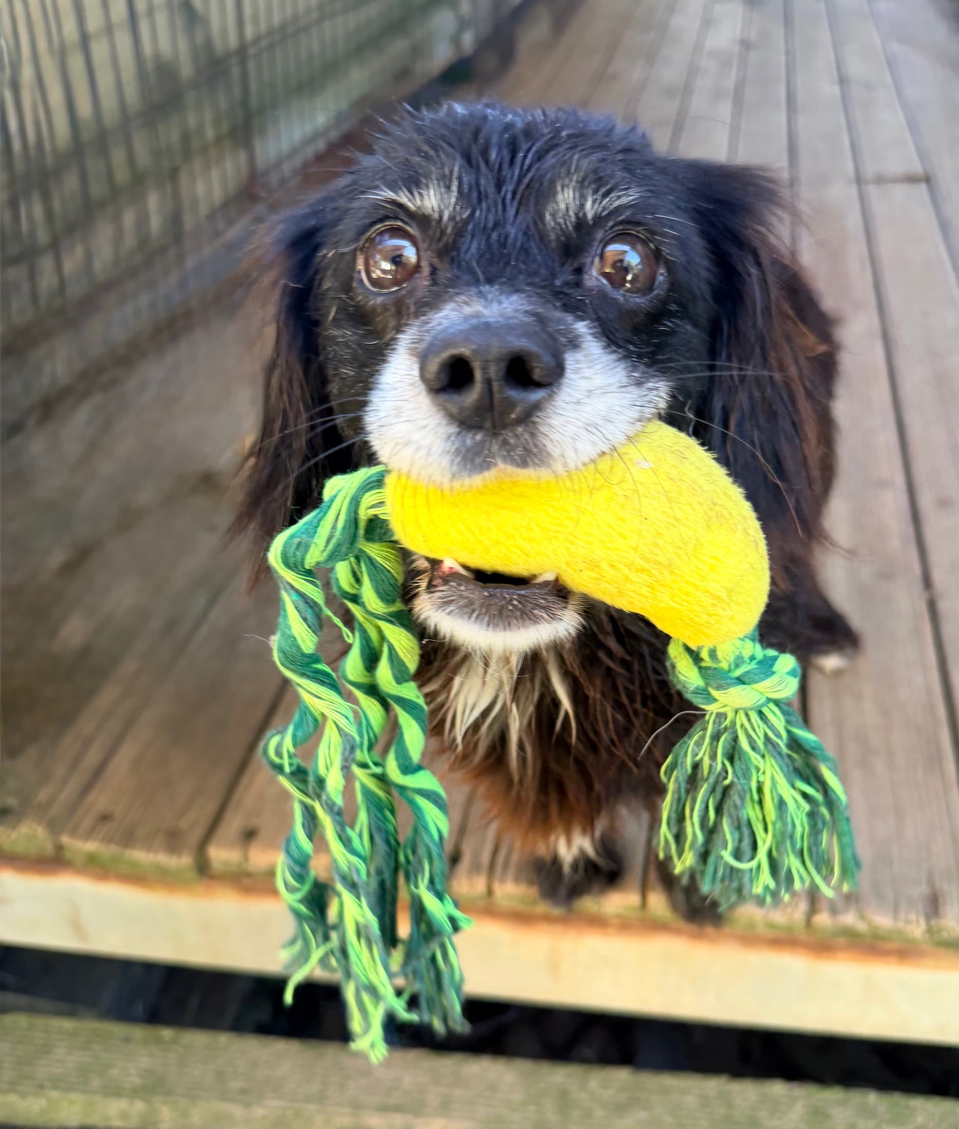 Sooty - Shih Tzu X Spaniel available for adoption at Monika's Doggie Rescue in Sydney