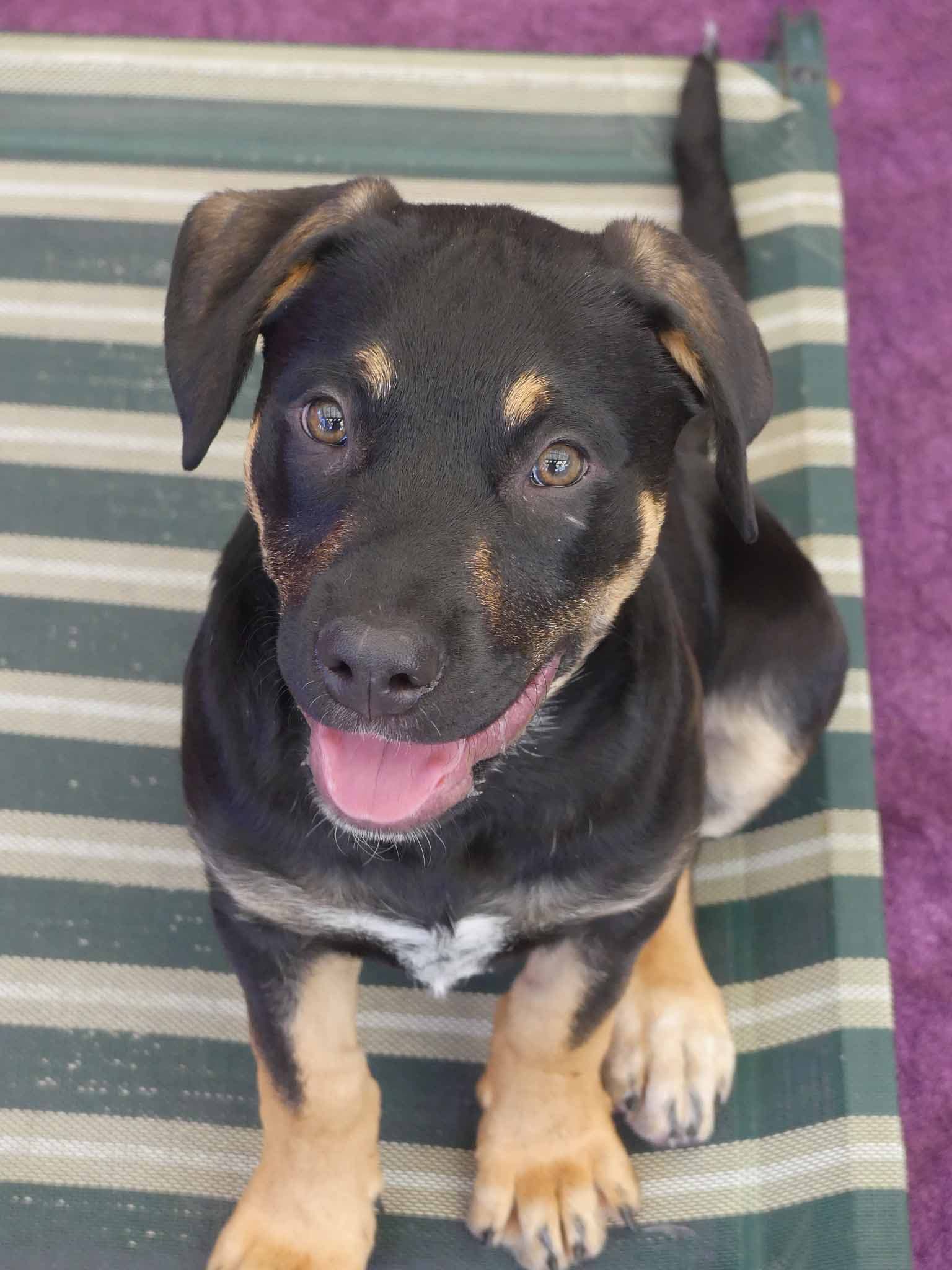 Todd - Cattle Dog X Rottweiler available for adoption at Monika's Doggie Rescue in Sydney