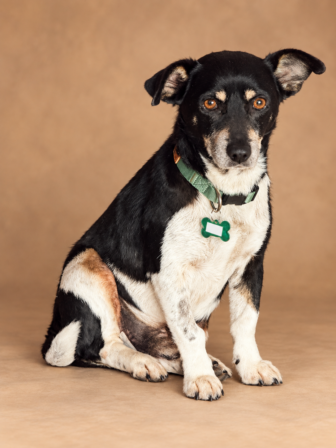 Zac - Dachshund X Jack Russell Terrier available for adoption at Monika's Doggie Rescue in Sydney