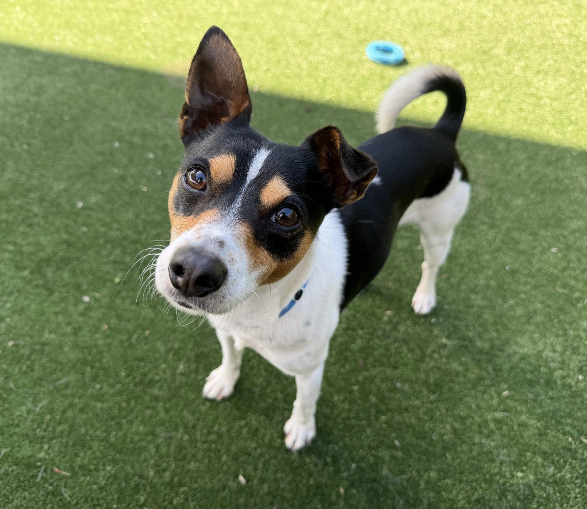 Dwayne - Miniature Fox Terrier X available for adoption at Monika's Doggie Rescue in Sydney