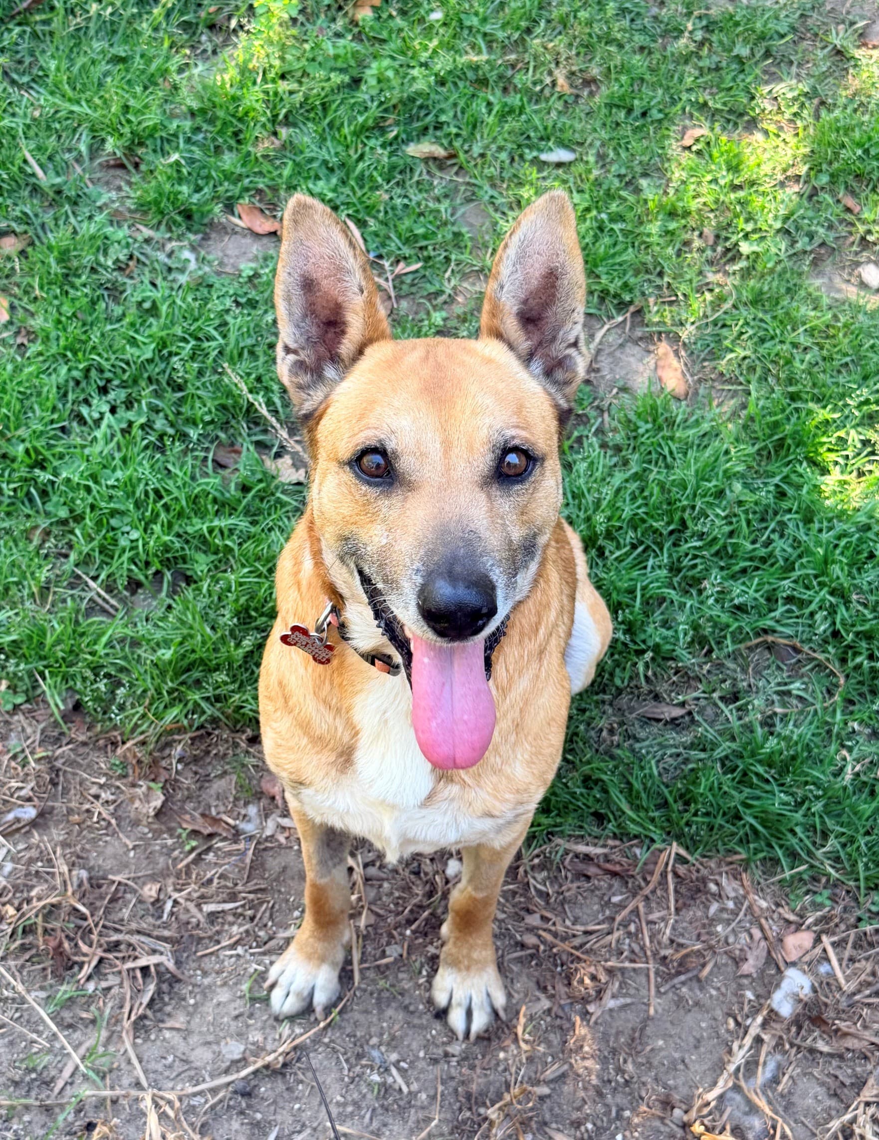 Roy - Kelpie X Labrador available for adoption in Sydney