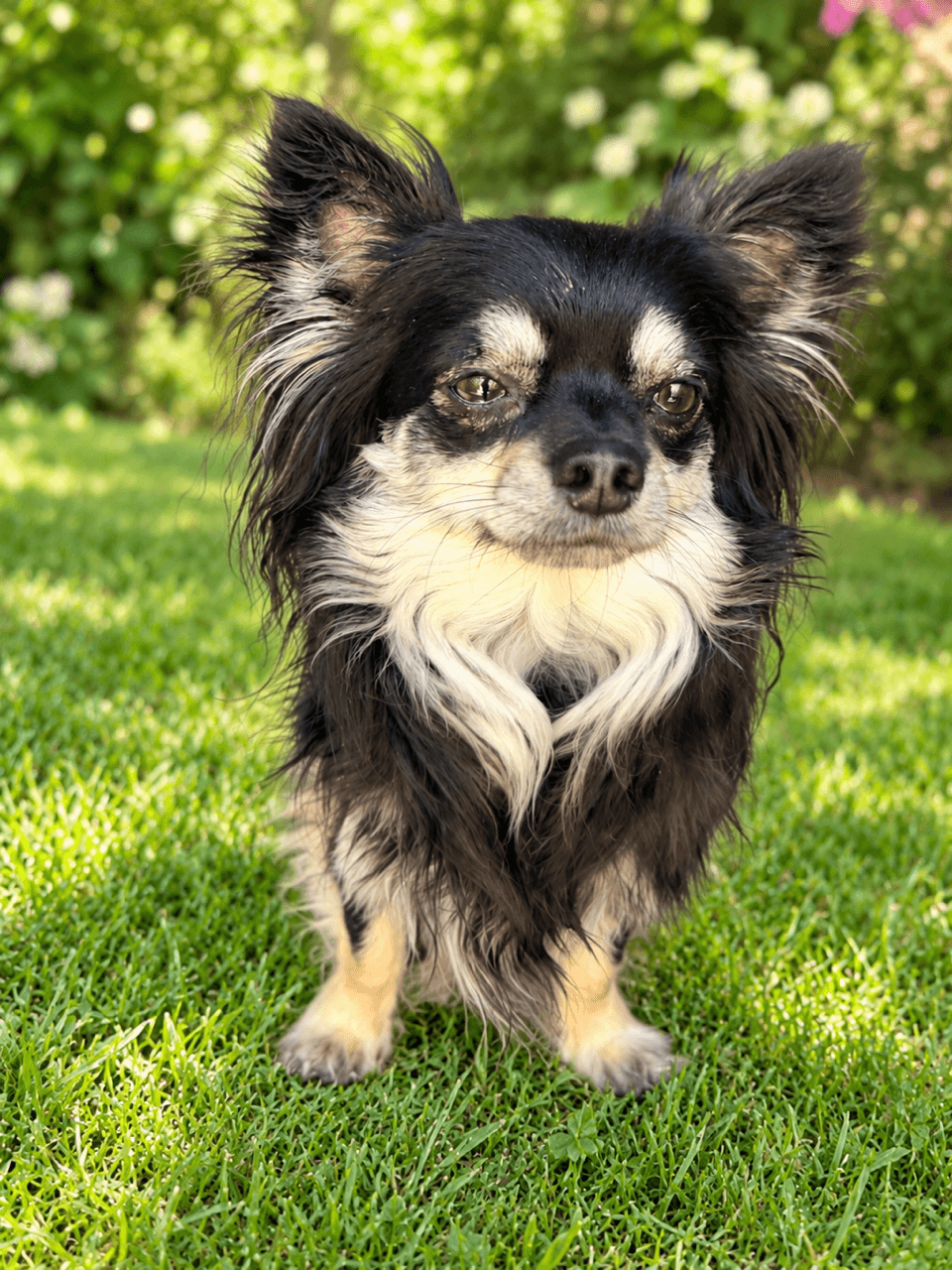 Chico - Chihuahua X available for adoption in Sydney