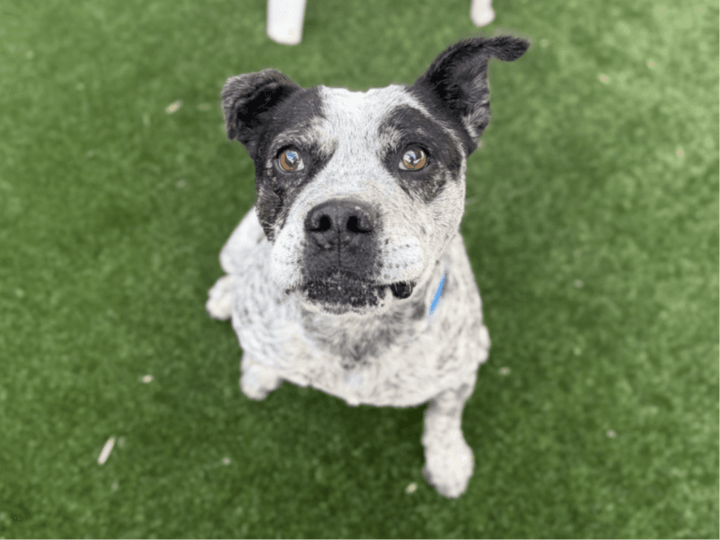 ET - Cattle Dog X available for adoption at Monika's Doggie Rescue in Sydney