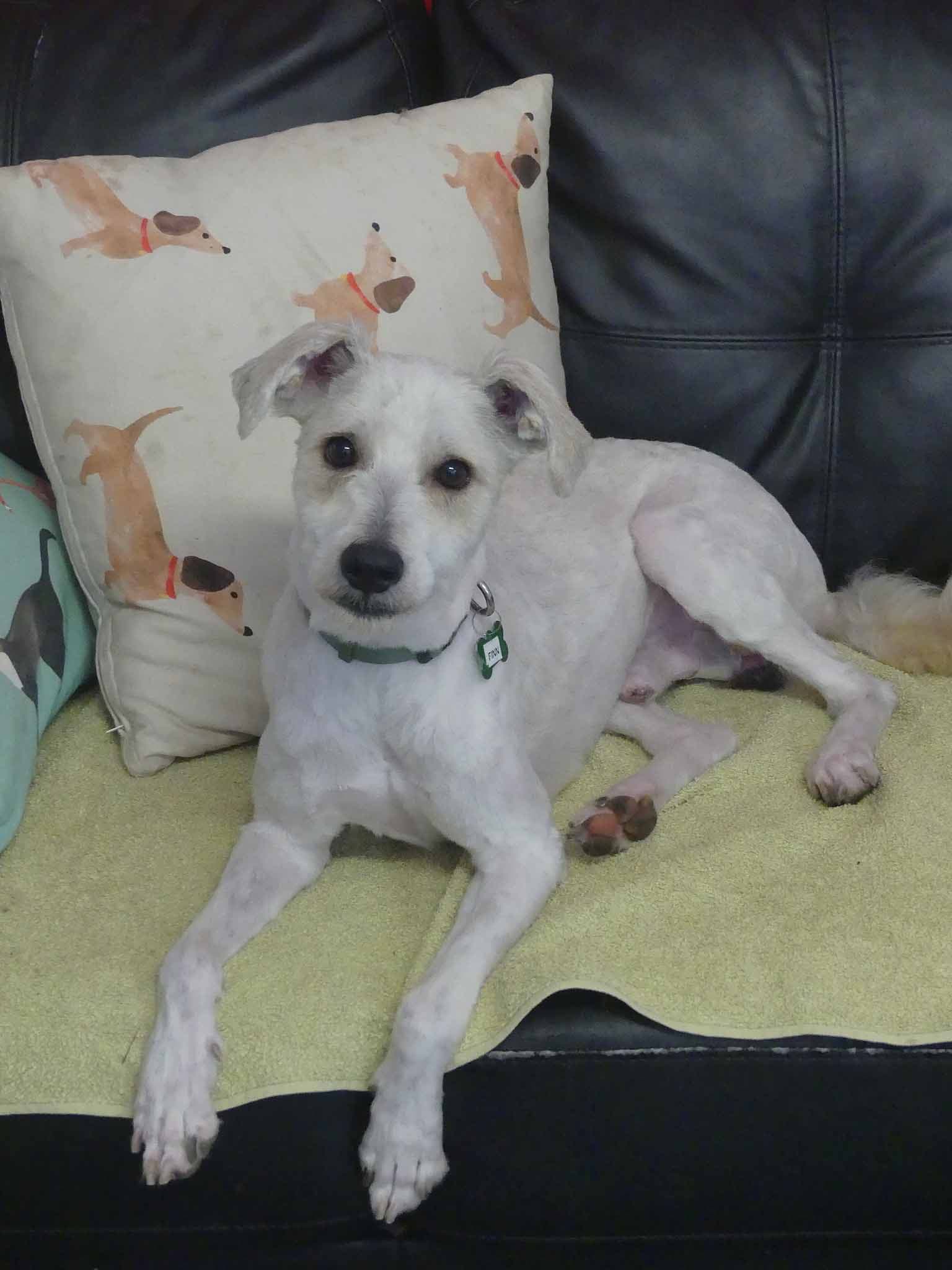 Finn - Poodle X Shetland Sheepdog available for adoption at Monika's Doggie Rescue in Sydney