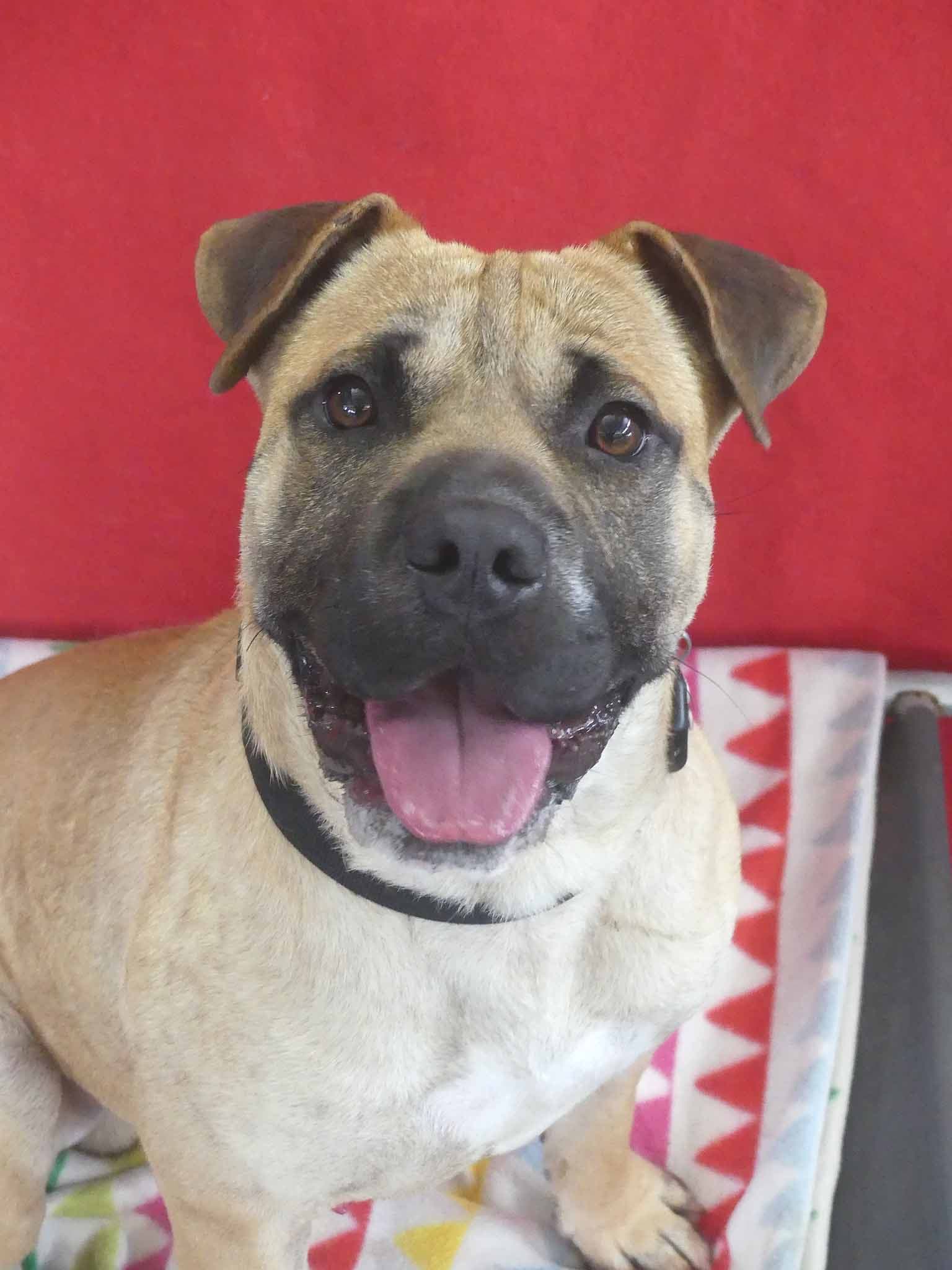 Fireman Sam - Shar Pei X Staffy available for adoption at Monika's Doggie Rescue in Sydney