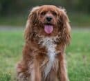Lady, Cavalier X for adoption in Sydney, NSW