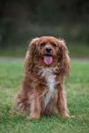 Lady, Cavalier X for adoption in Sydney, NSW