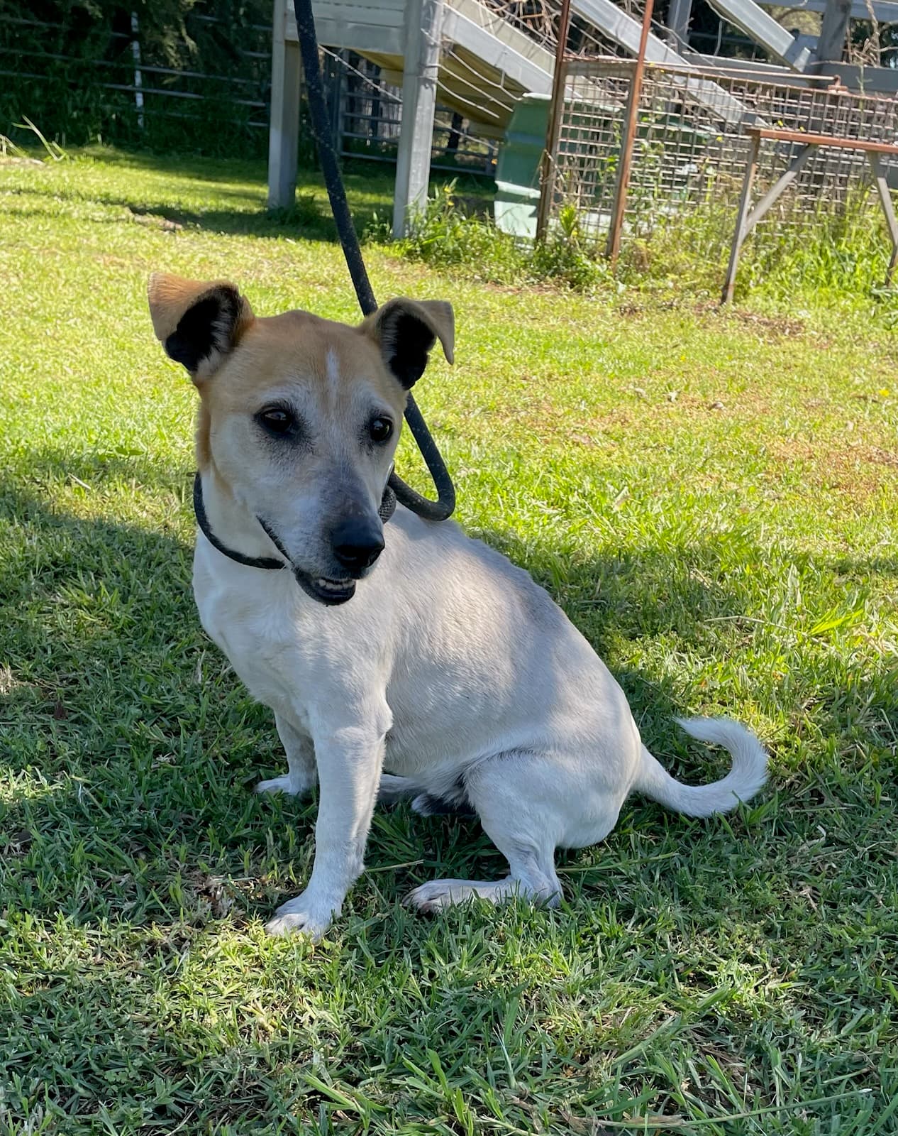 Bozo - Jack Russell Terrier X available for adoption at Monika's Doggie Rescue in Sydney