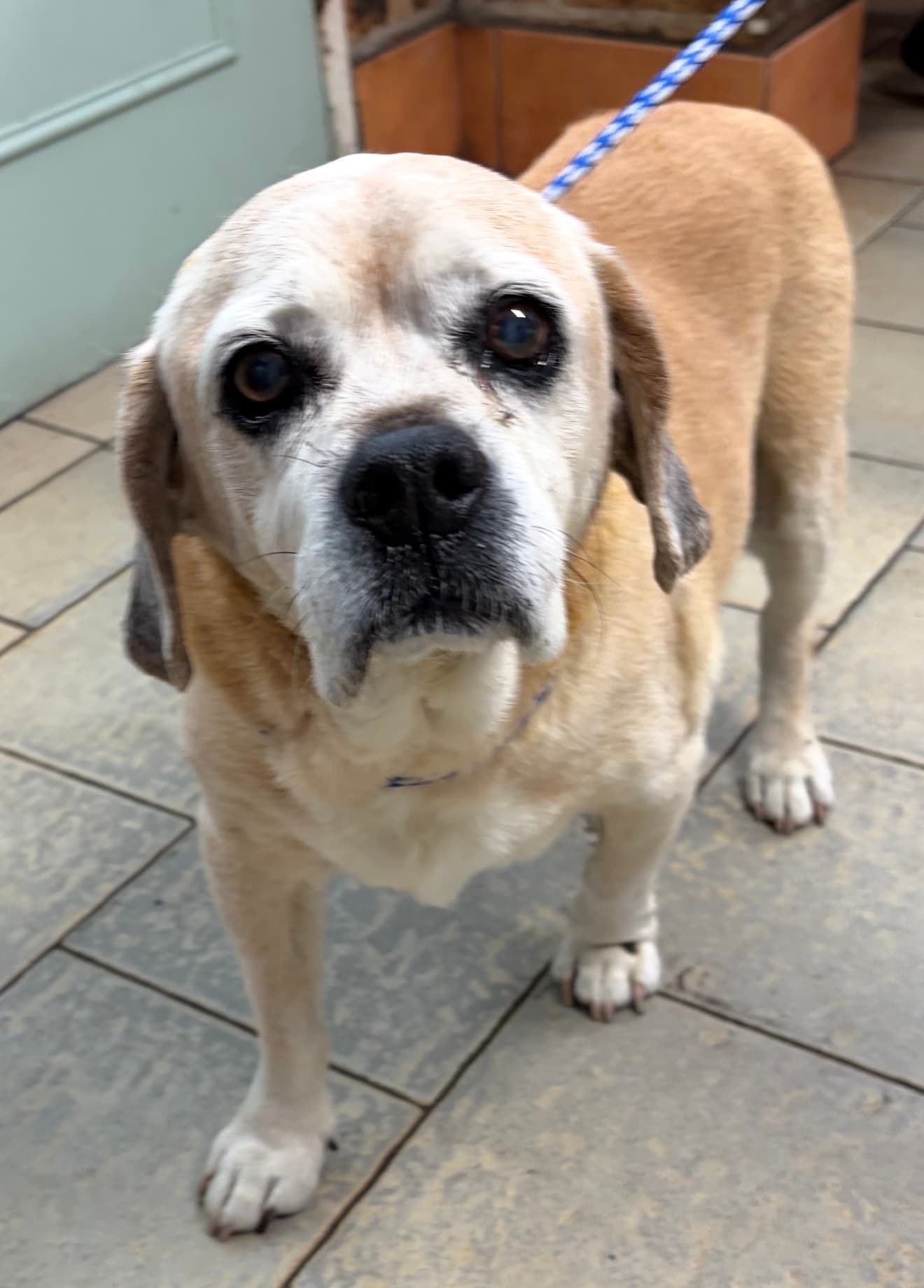 Frank - Beagle X available for adoption at Monika's Doggie Rescue in Sydney