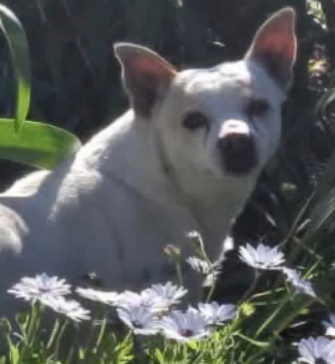 Wills, Chihuahua X Jack Russell Terrier for adoption in Sydney, NSW
