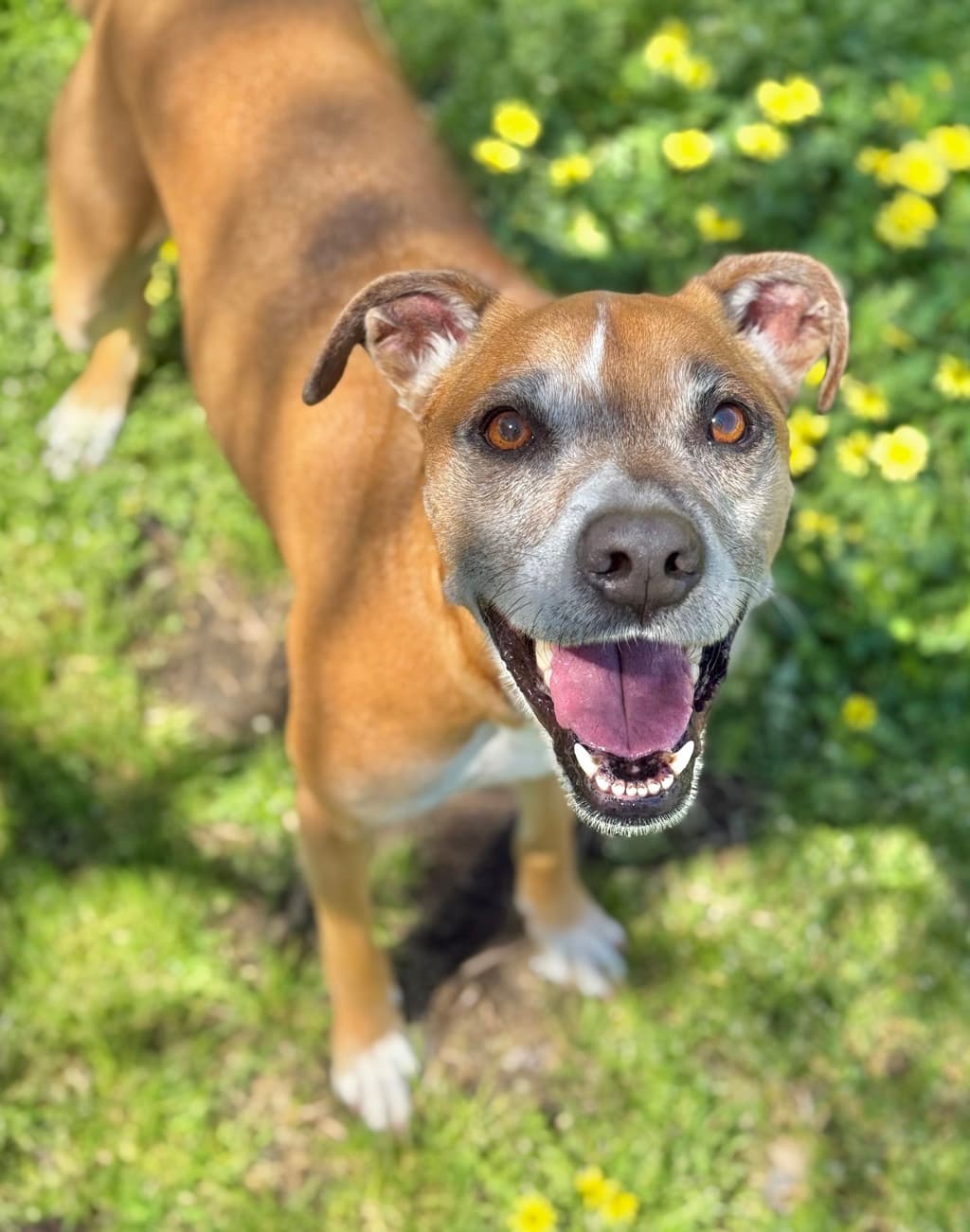 Oakeley - Rhodesian Ridgeback available for adoption at Dogs' Refuge Home in Perth