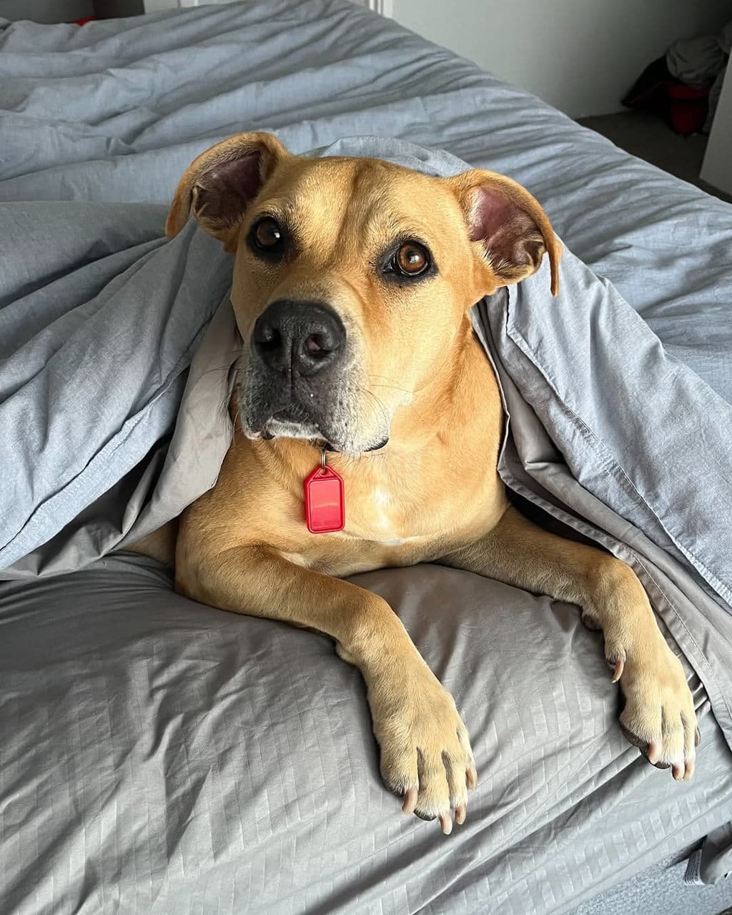 Roxie - Bull Mastiff available for adoption at Dogs' Refuge Home in Perth