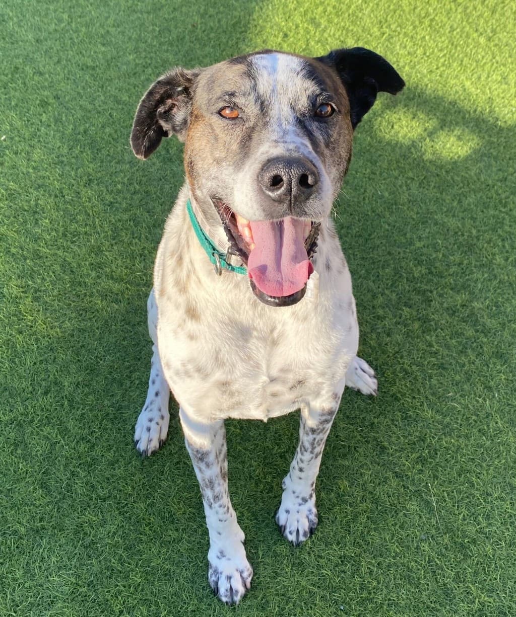 Ralphie - Bull Arab available for adoption at Dogs' Refuge Home in Perth