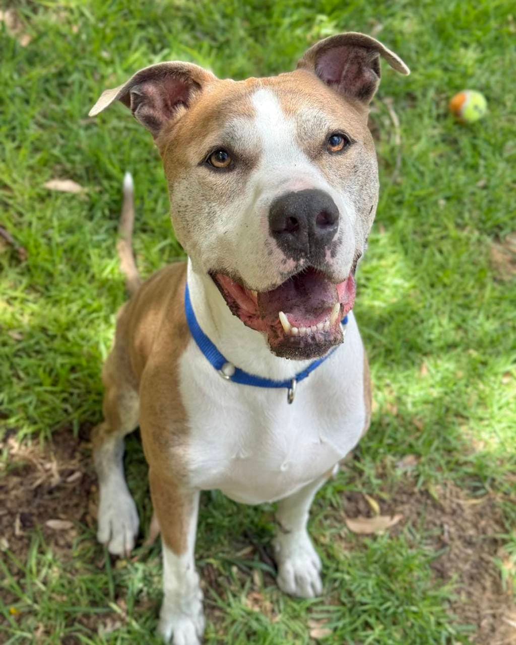 MacK - Bull Arab available for adoption at Dogs' Refuge Home in Perth