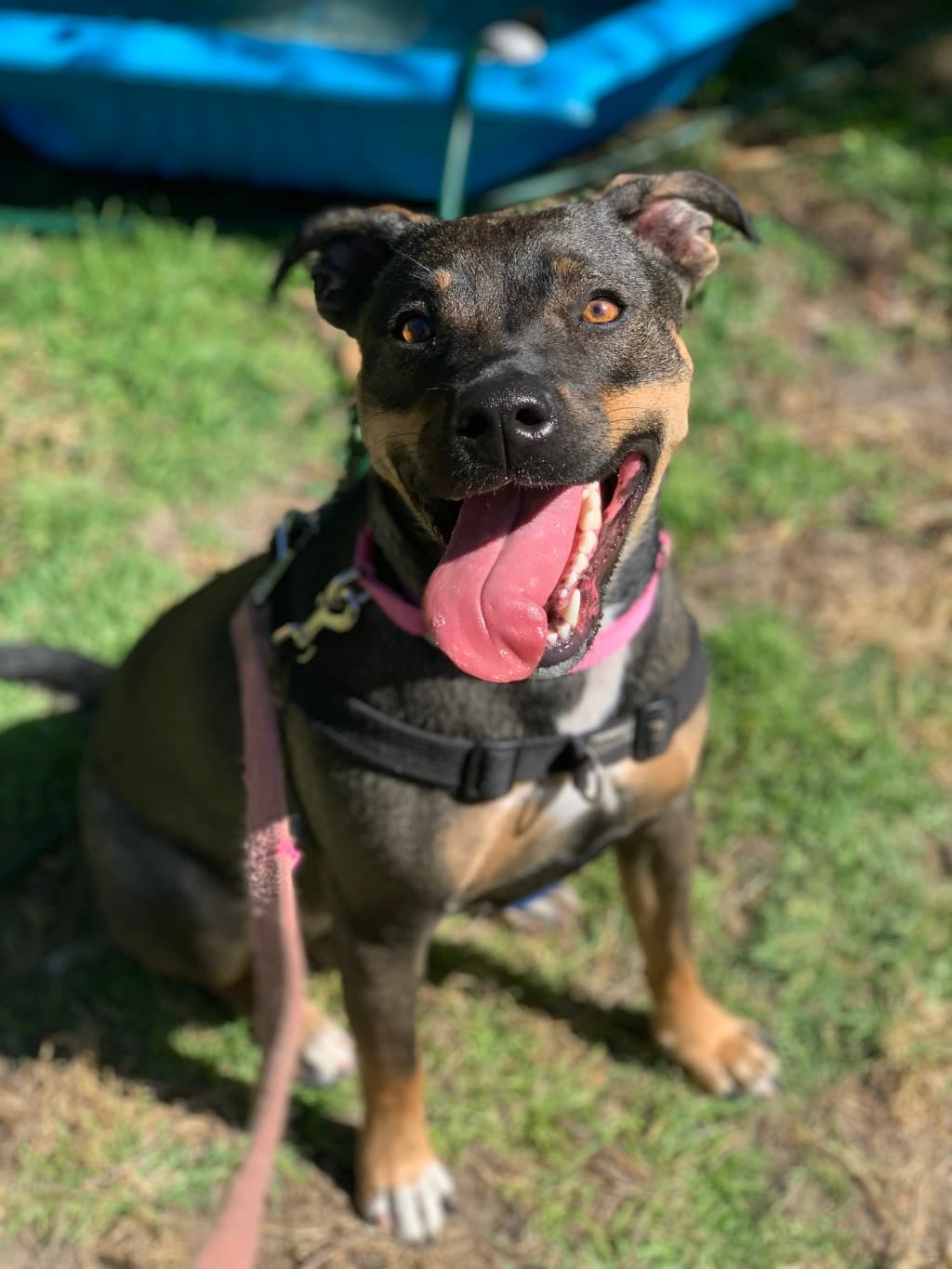 Elly - Staffy available for adoption at Dogs' Refuge Home in Perth