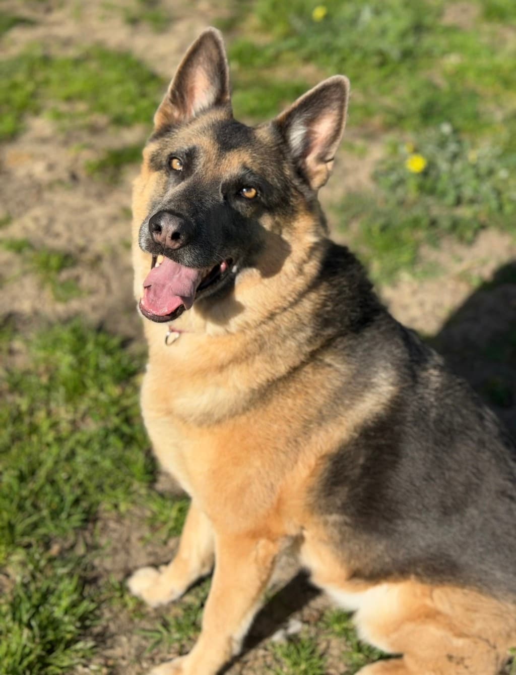Ragnar - German Shepherd available for adoption at Dogs' Refuge Home in Perth