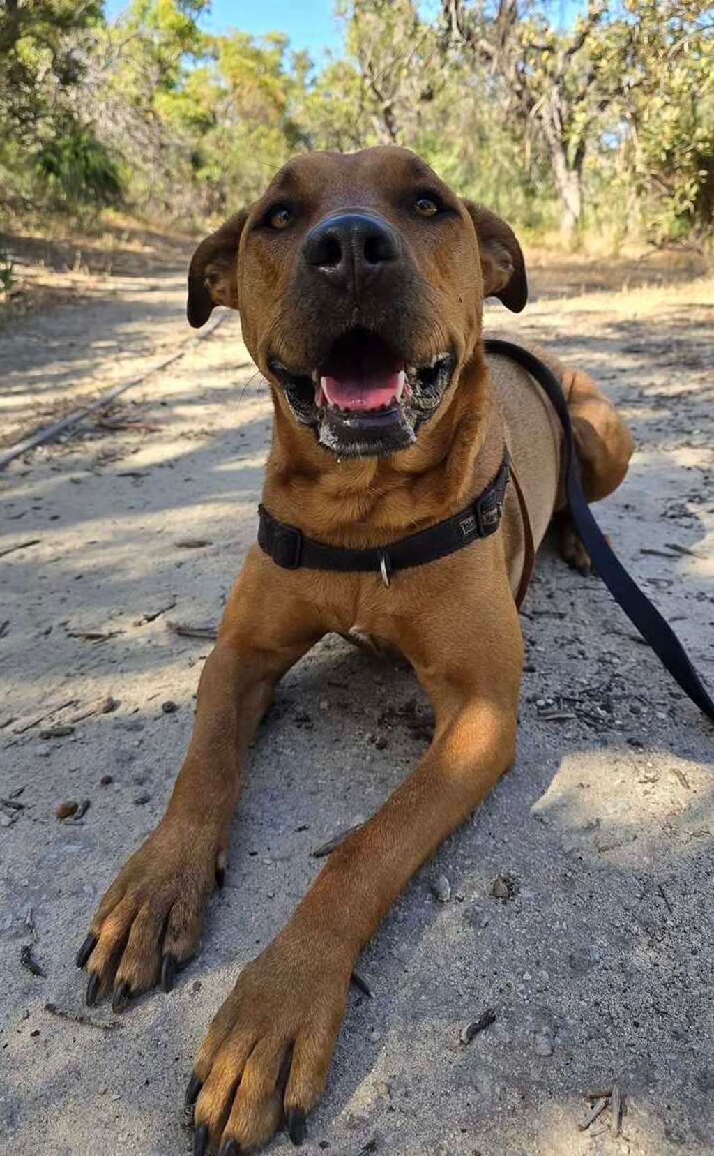 Cali - Staffy available for adoption at Dogs' Refuge Home in Perth