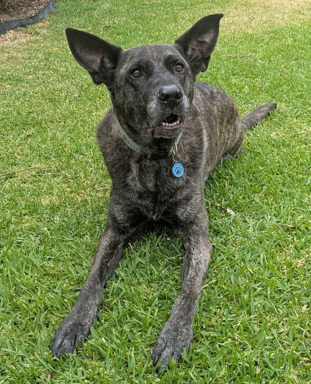 Hugo - Large Mixed Breed available for adoption at Dogs' Refuge Home in Perth