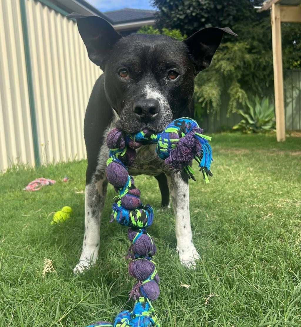Stone - Staffy available for adoption at Dogs' Refuge Home in Perth