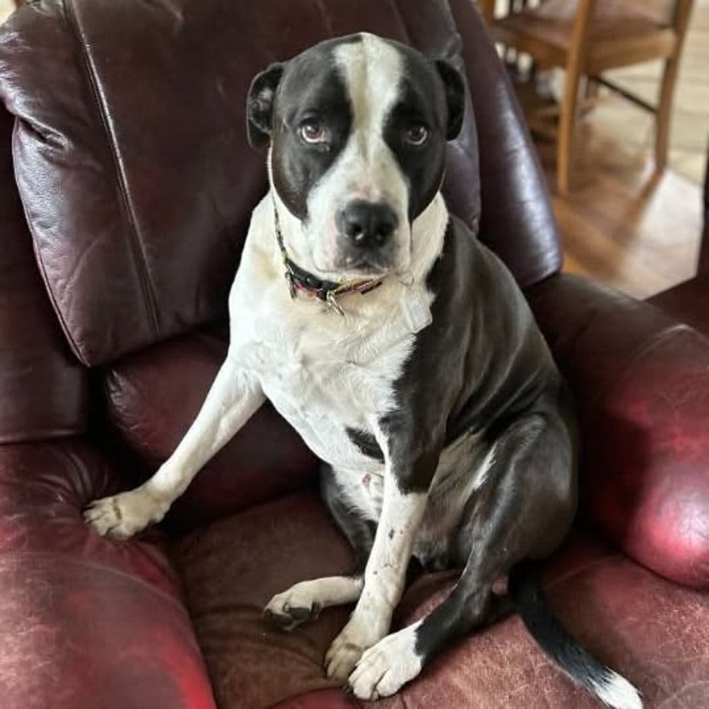 Sax - American Staffordshire Bull Terrier available for adoption at Dogs' Refuge Home in Perth