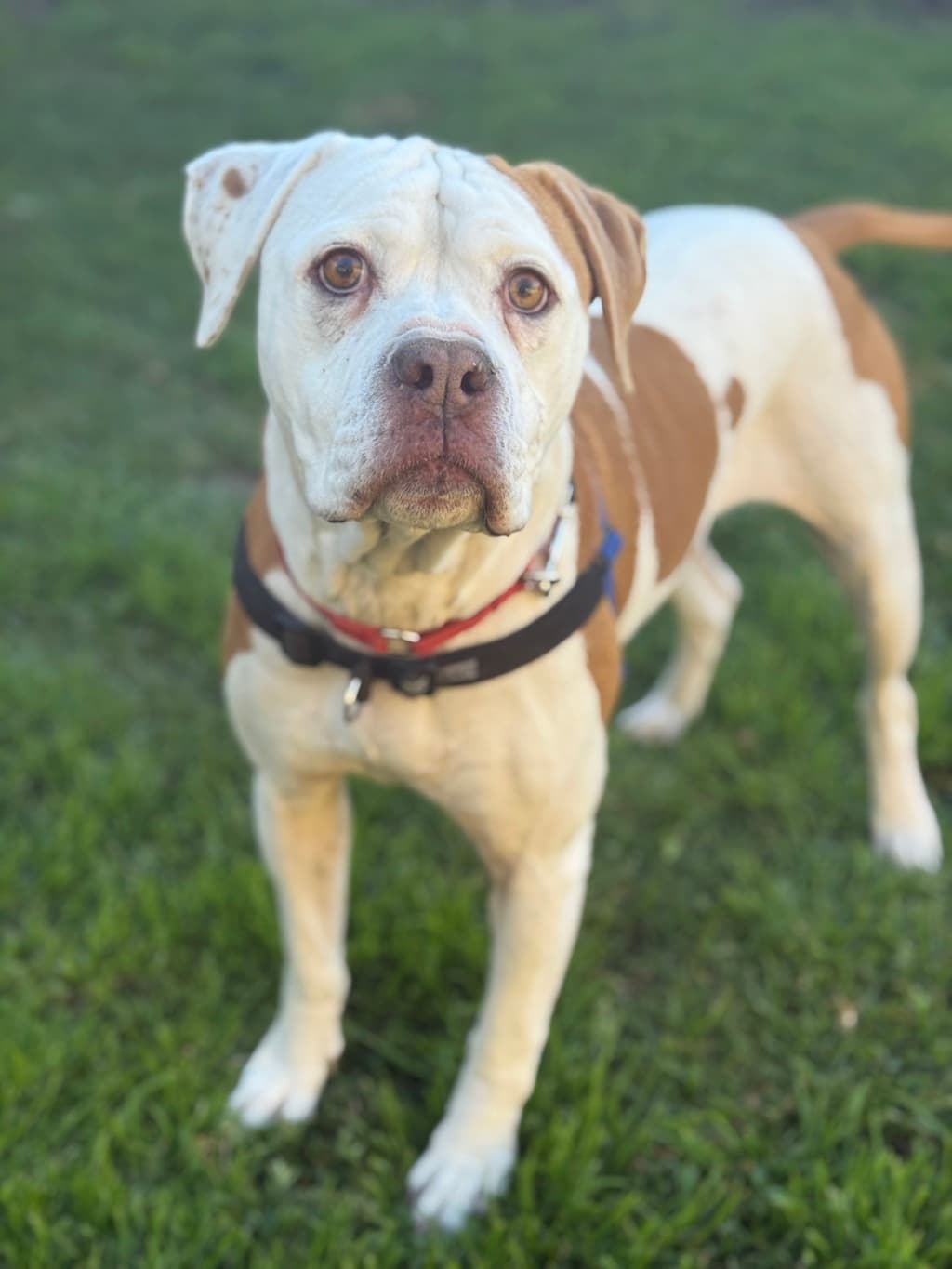 Lucielle - American Staffordshire Bull Terrier available for adoption at Dogs' Refuge Home in Perth