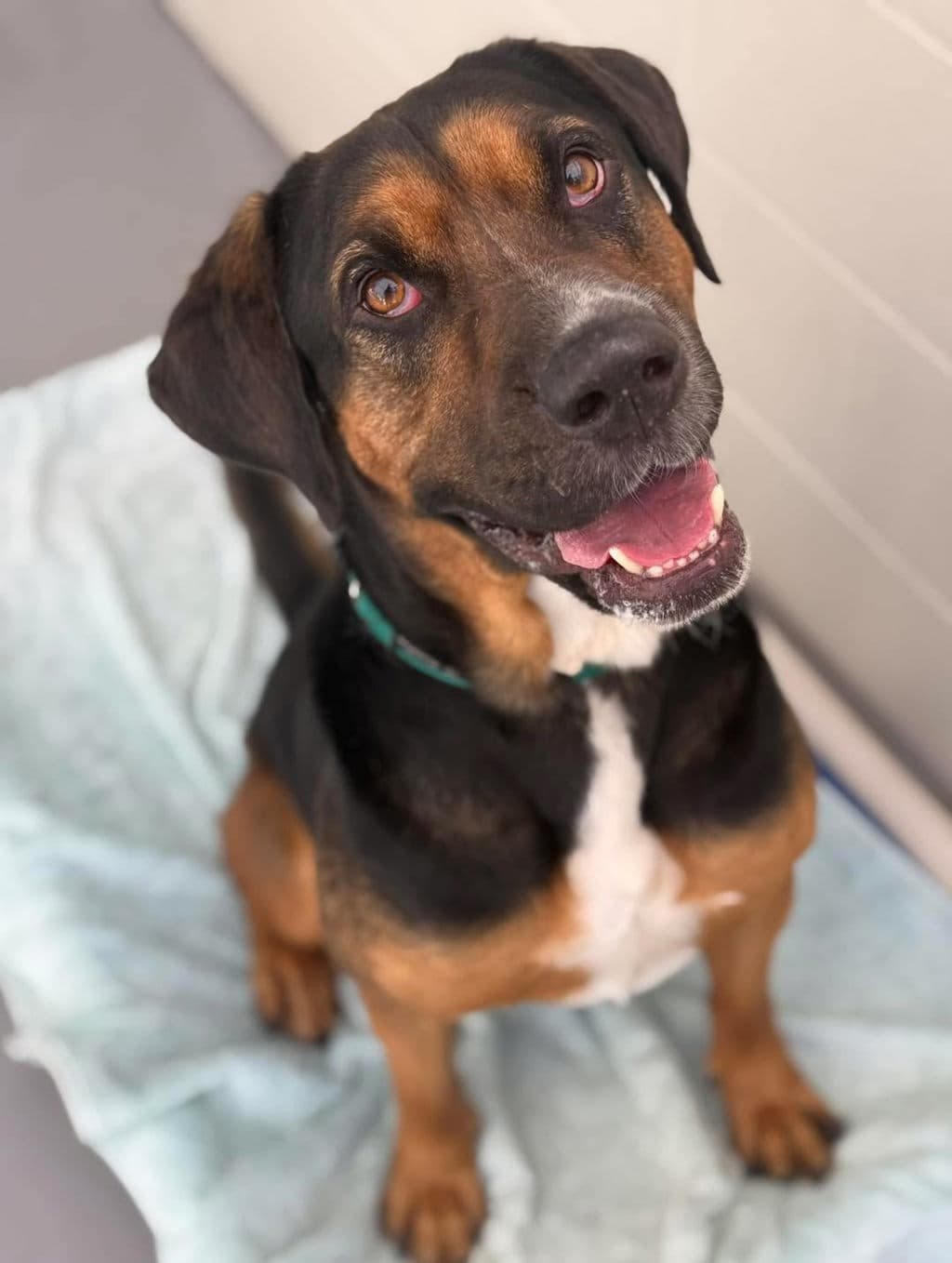 Gary - Bloodhound available for adoption at Dogs' Refuge Home in Perth