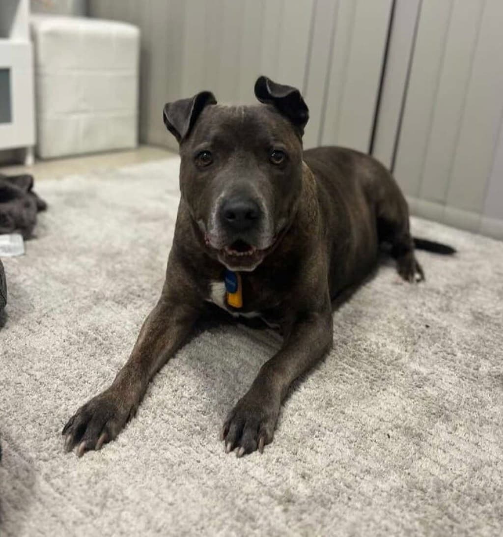 Tyson - American Staffordshire Bull Terrier available for adoption at Dogs' Refuge Home in Perth