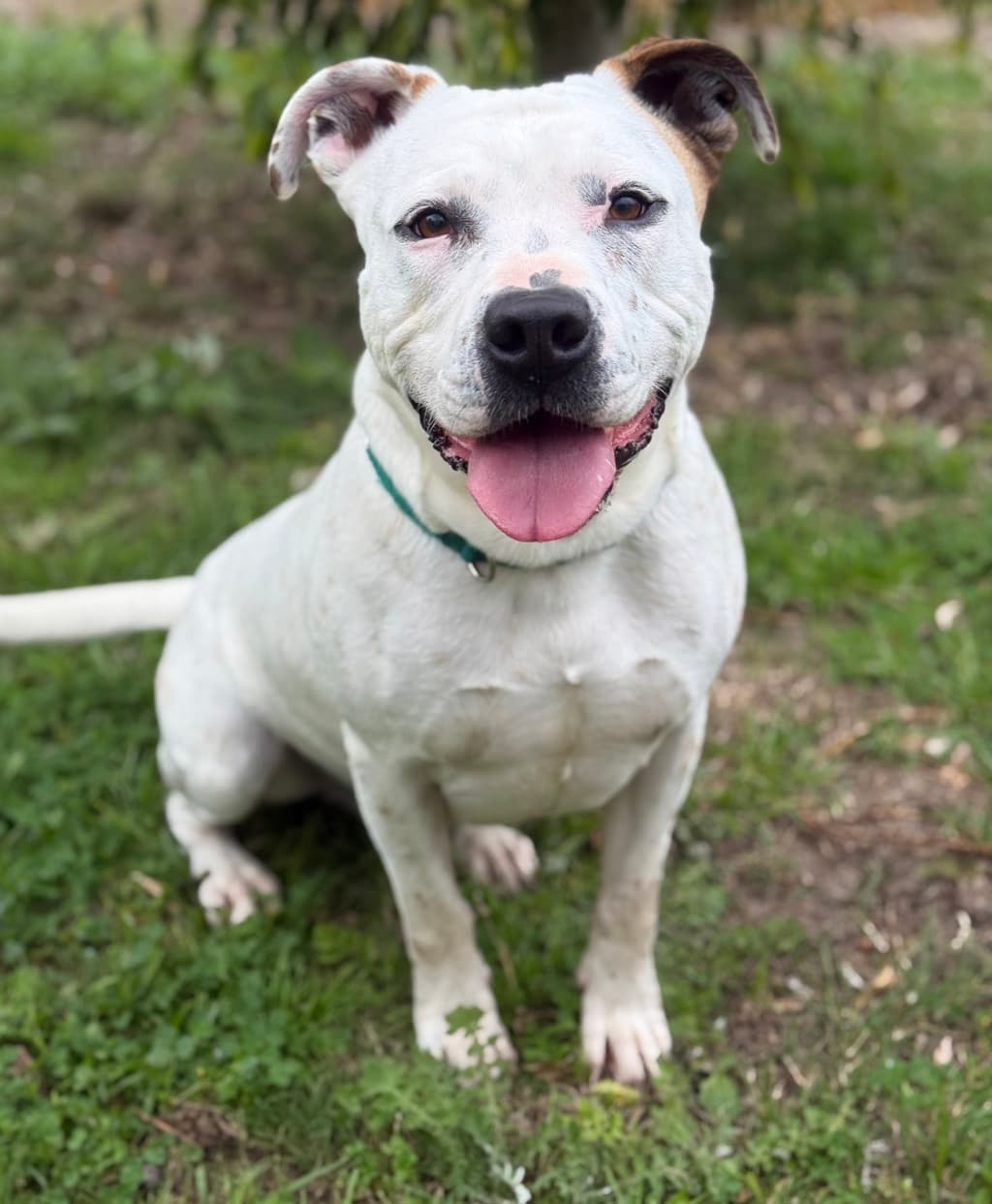 Whitey - Staffy available for adoption at Dogs' Refuge Home in Perth