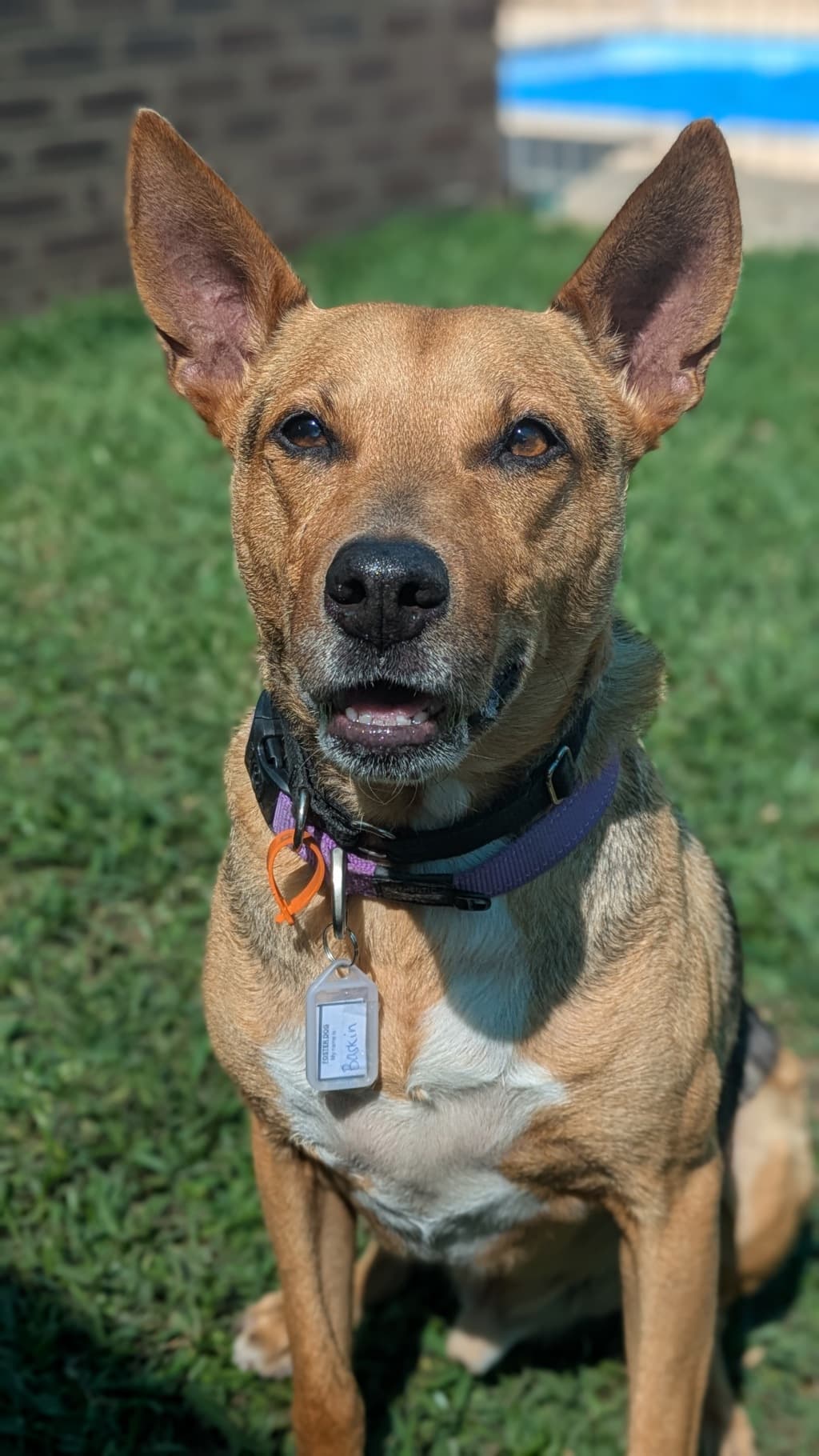 Baskin - Kelpie available for adoption at Dogs' Refuge Home in Perth